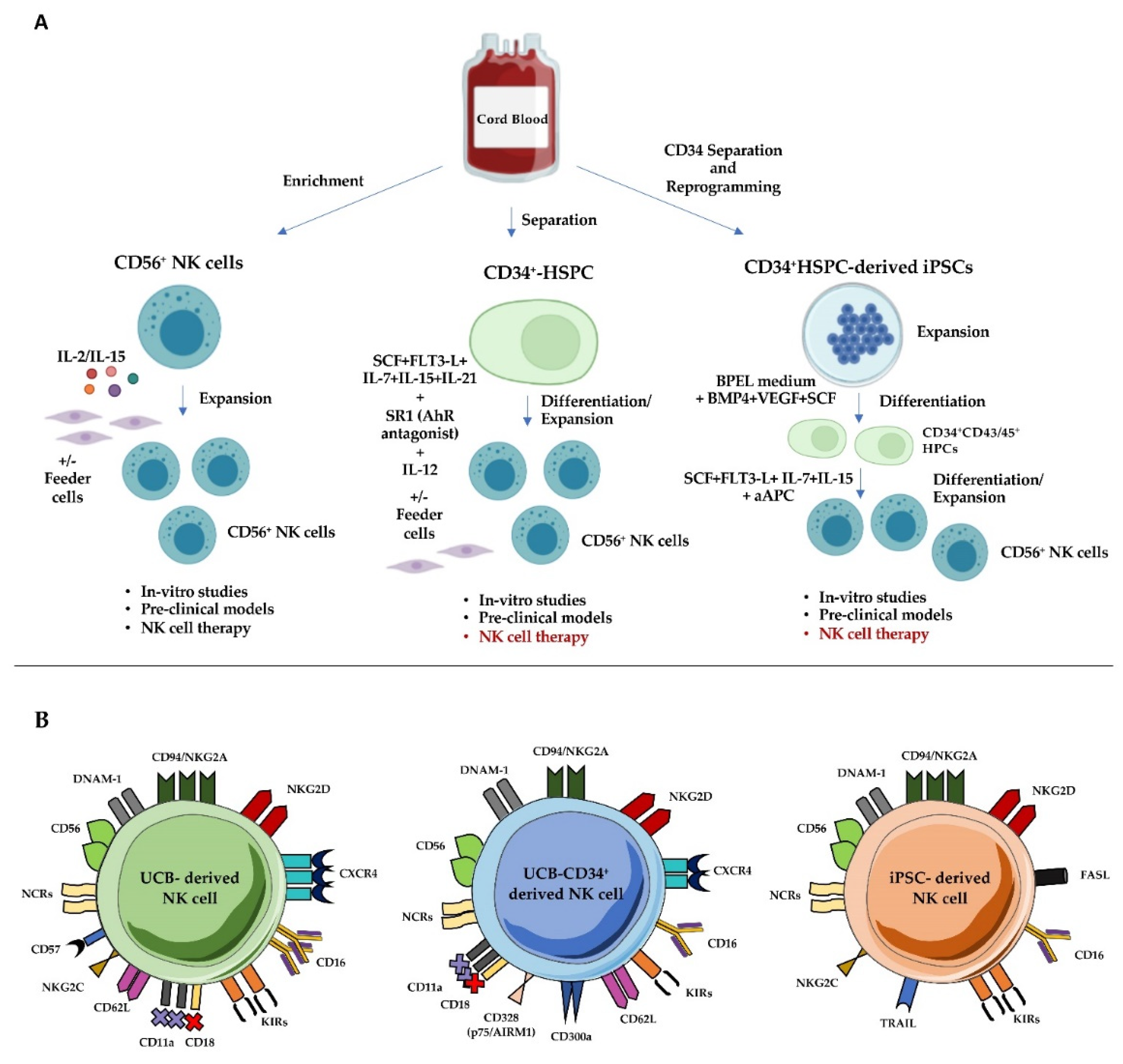 Cancers | Free Full-Text | Cord Blood-Derived Natural Killer Cell  Exploitation in Immunotherapy Protocols: More Than a Promise? | HTML