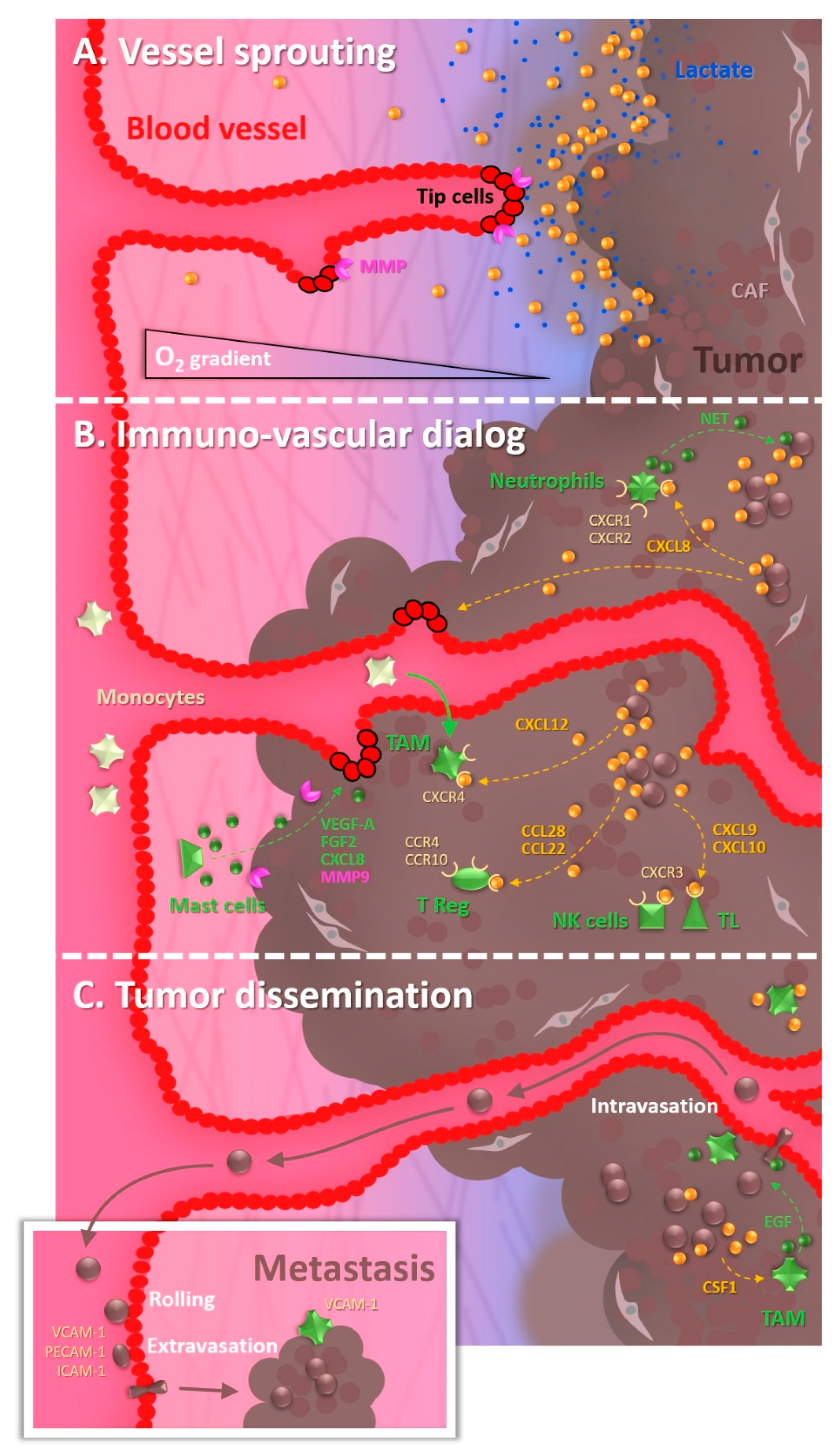 Cancers | Free Full-Text | A Bloody Conspiracy&mdash; Blood Vessels and  Immune Cells in the Tumor Microenvironment