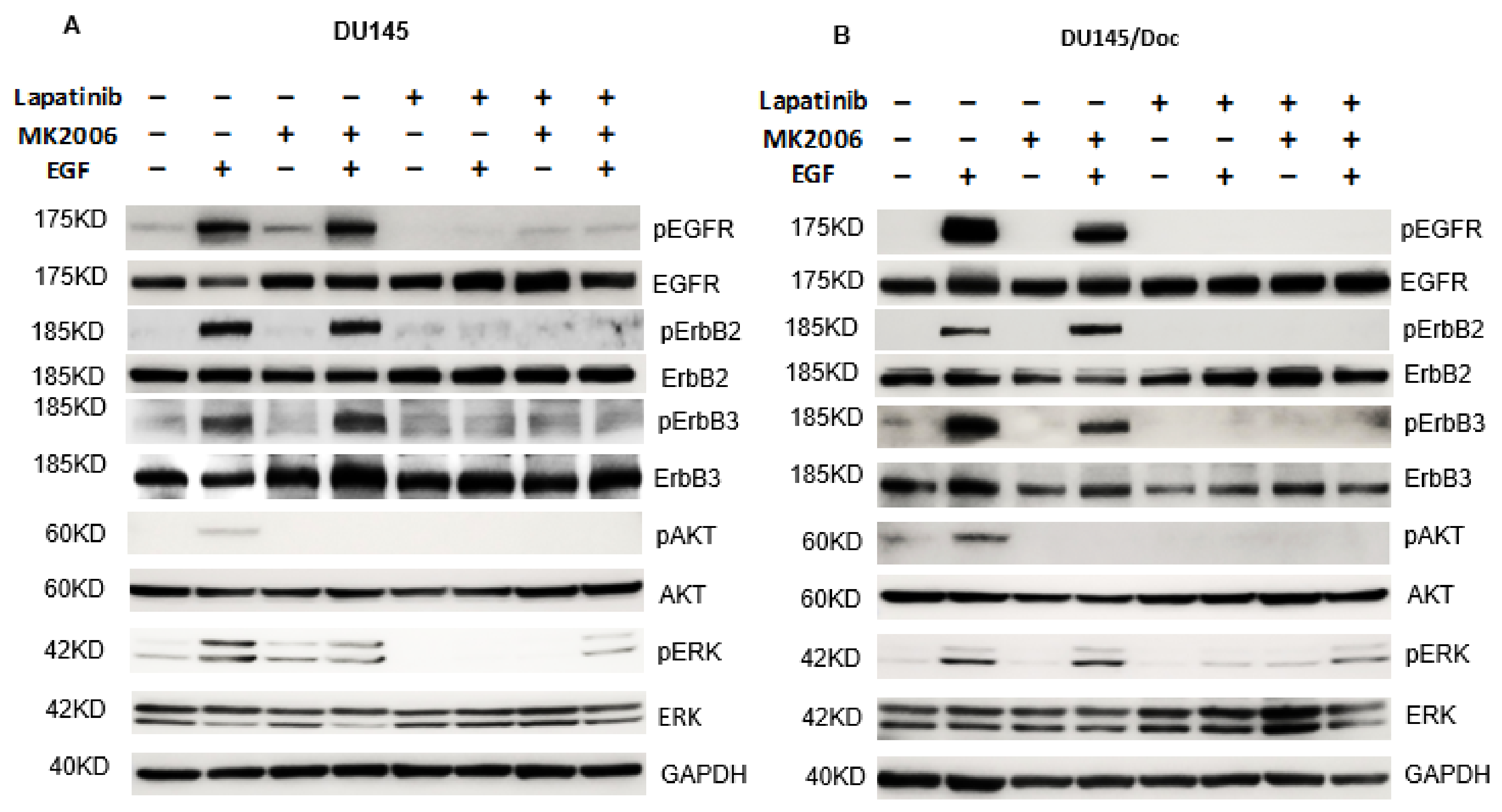 Cancers | Free Full-Text | Co-Targeting ErbB Receptors And The PI3K/AKT ...