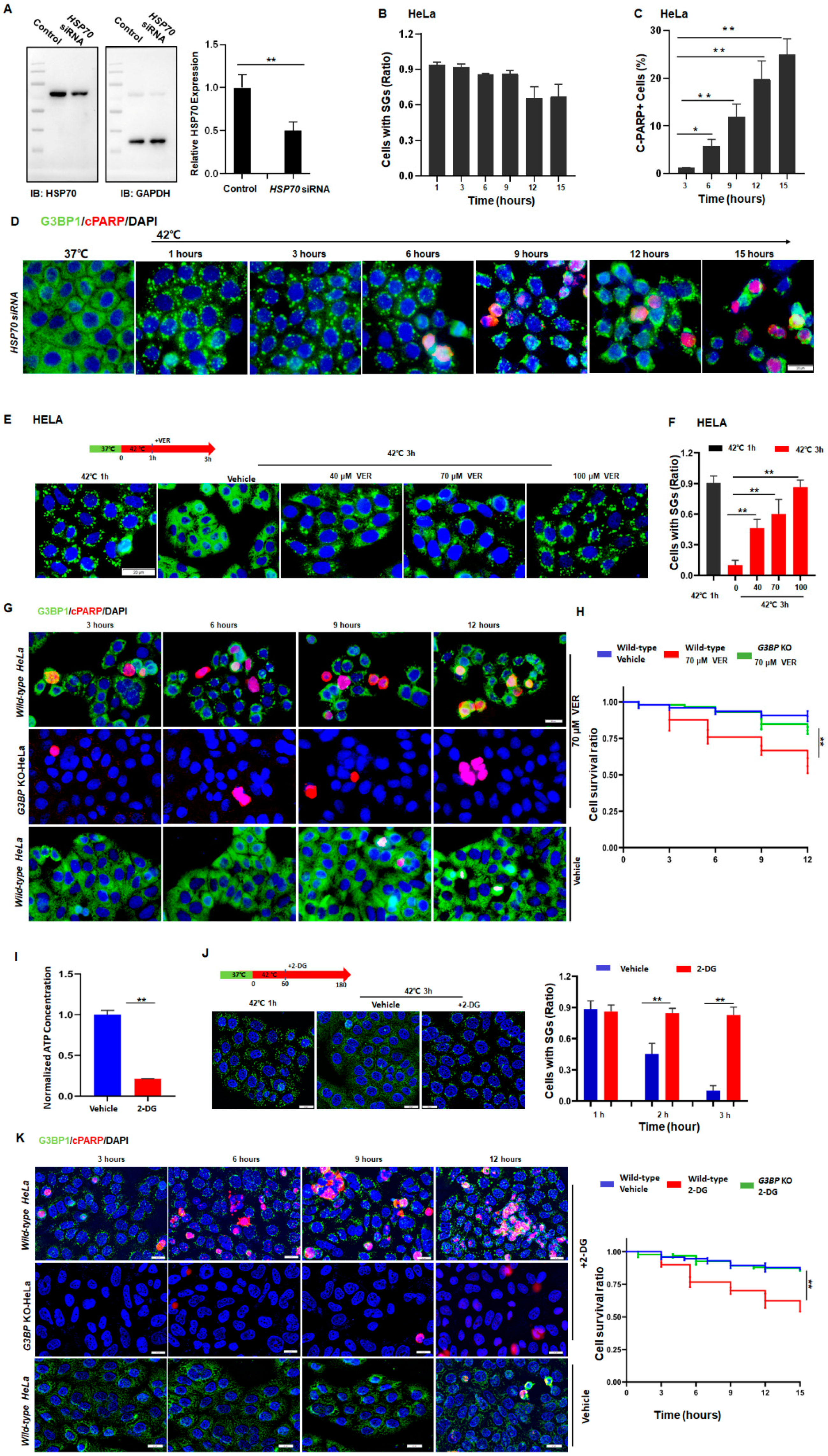 Cancers 14 04671 g004