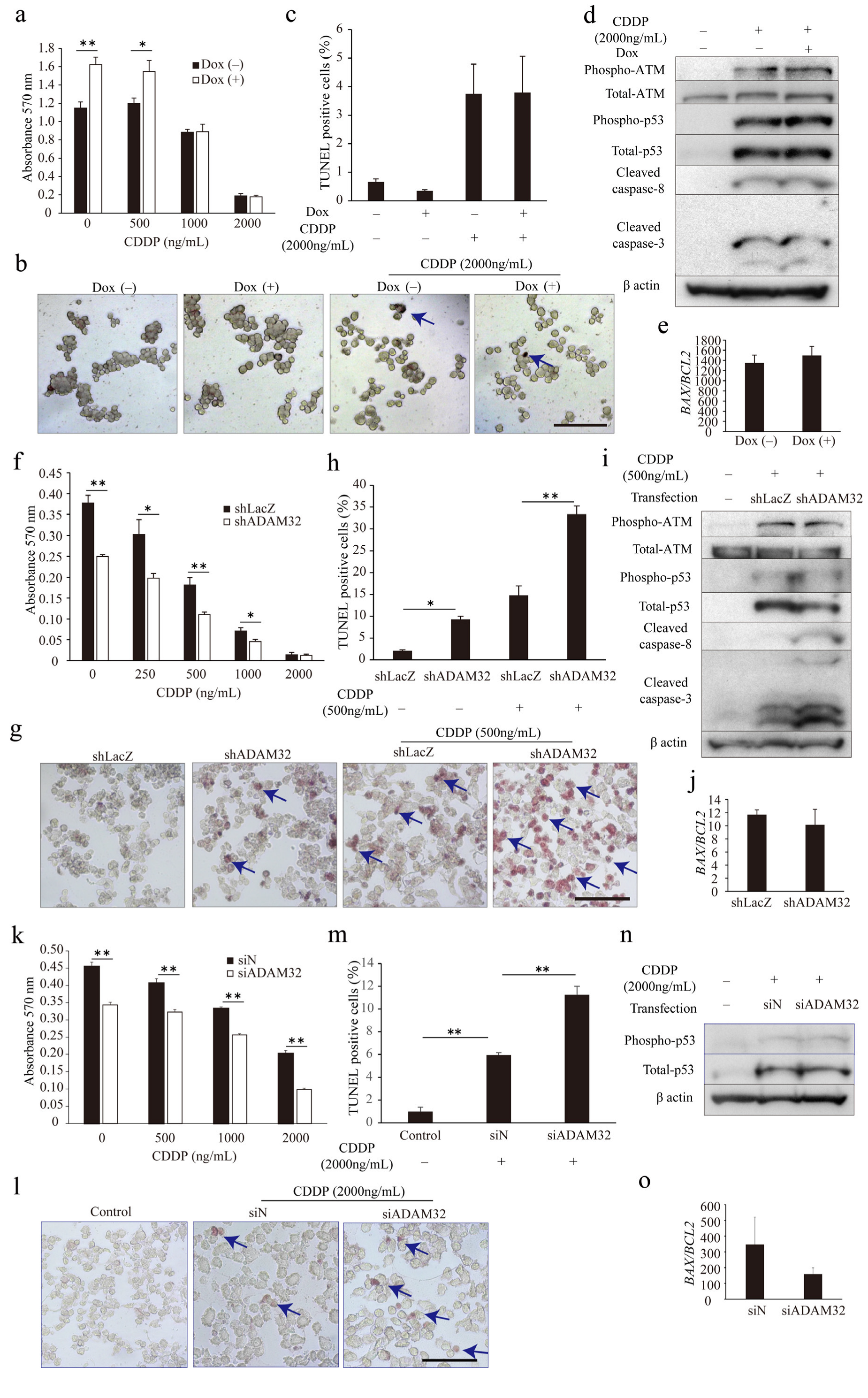 Cancers 14 04732 g005