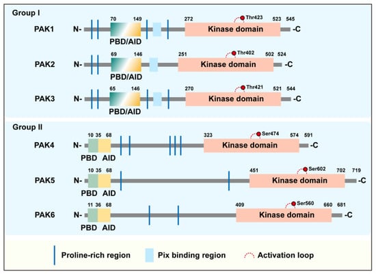 Cancers | Free Full-Text | P21-Activated Kinase: Role In ...