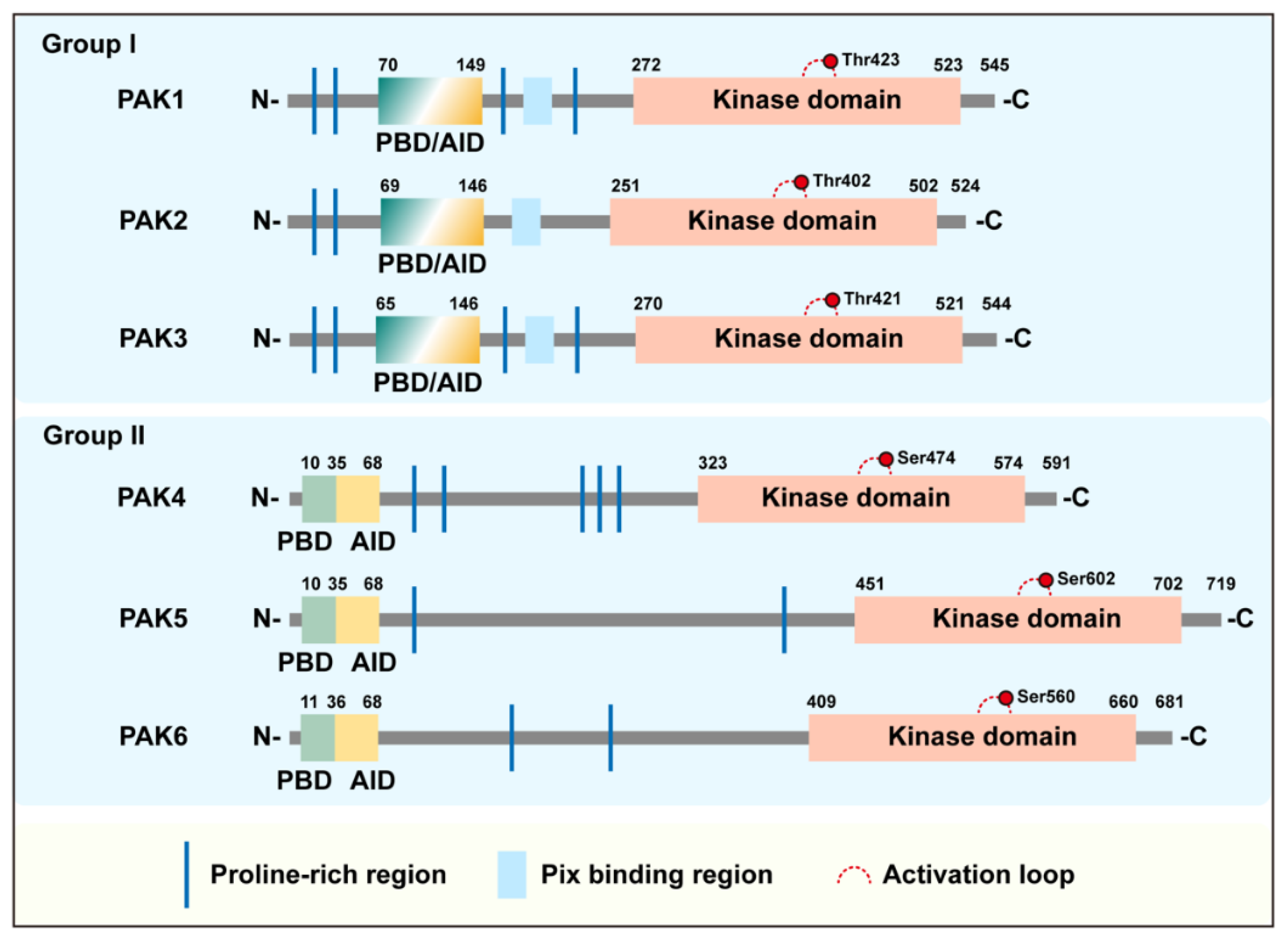 Cancers | Free Full-Text | p21-Activated Kinase: Role in Gastrointestinal  Cancer and Beyond