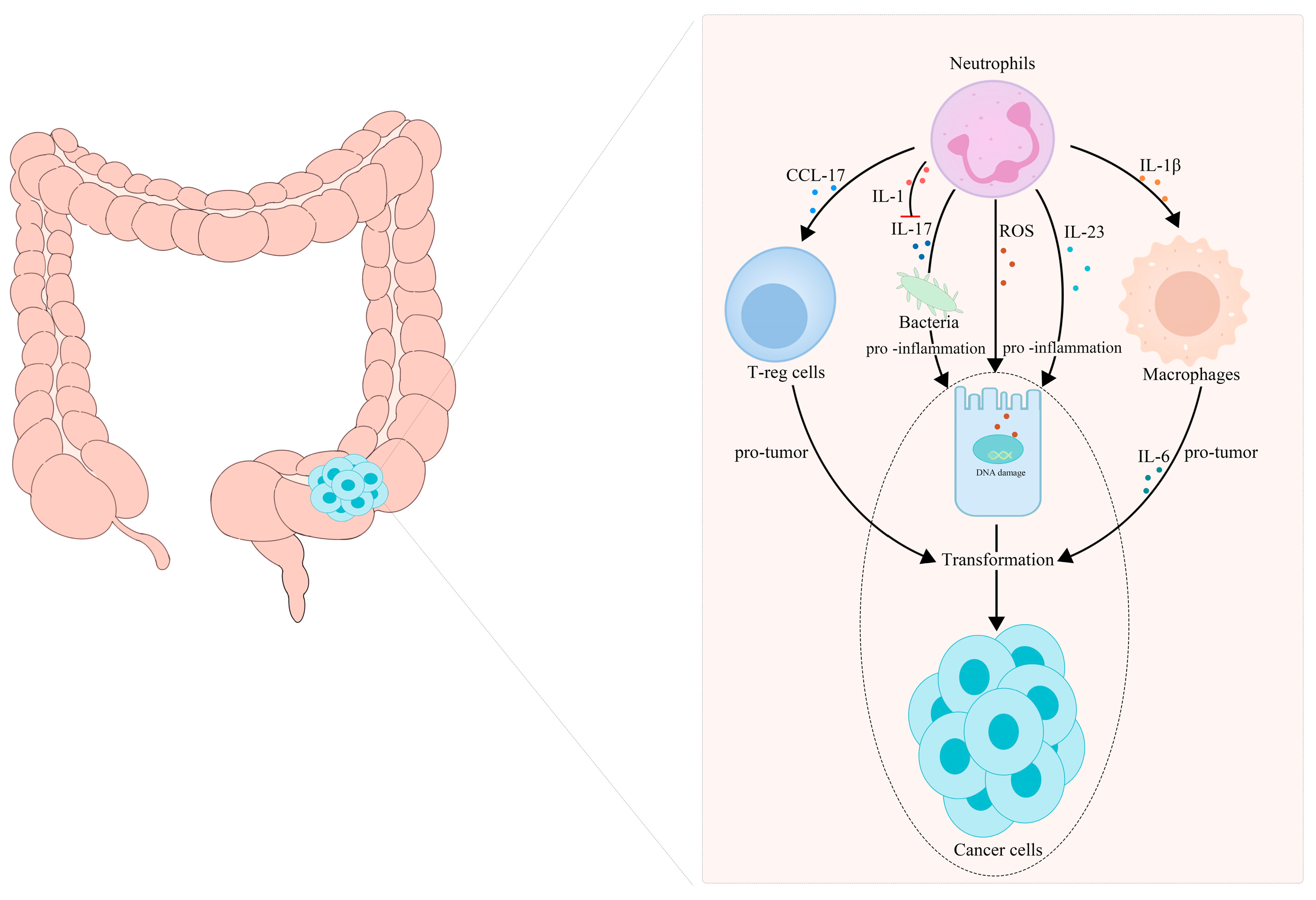 Cancers 14 04755 g002