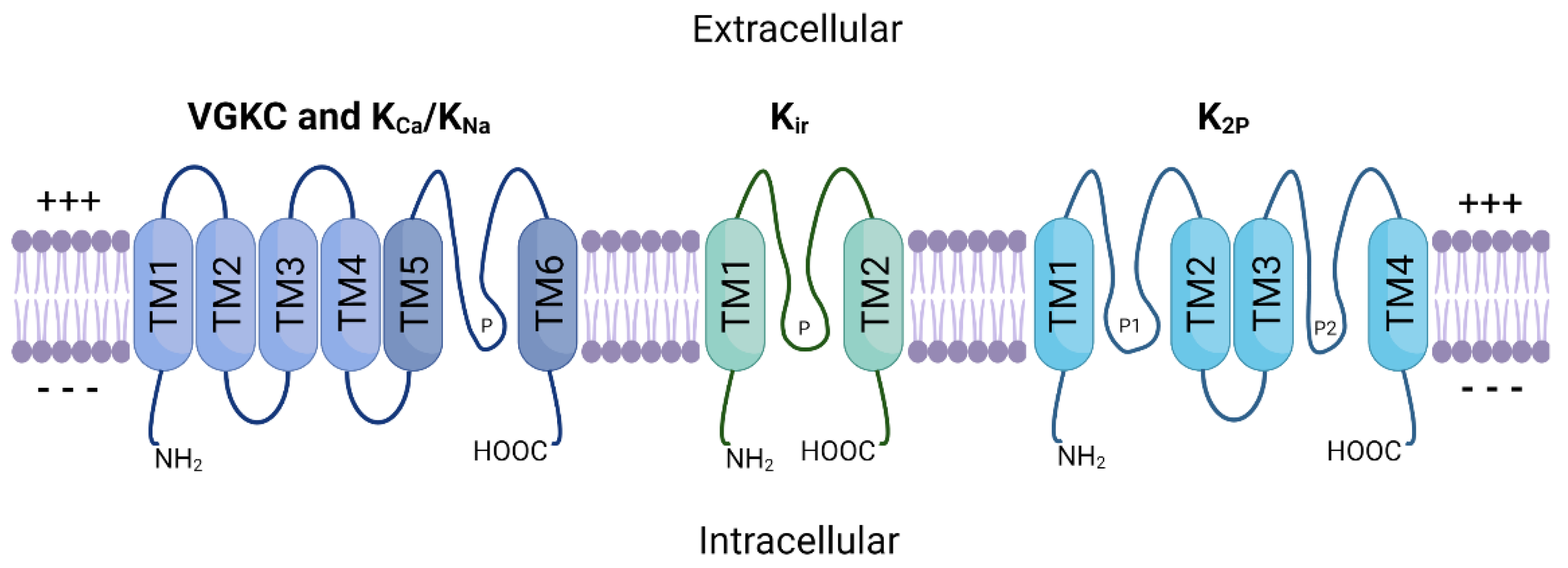 Cancers | Free Full-Text | Potassium Ion Channels in Malignant