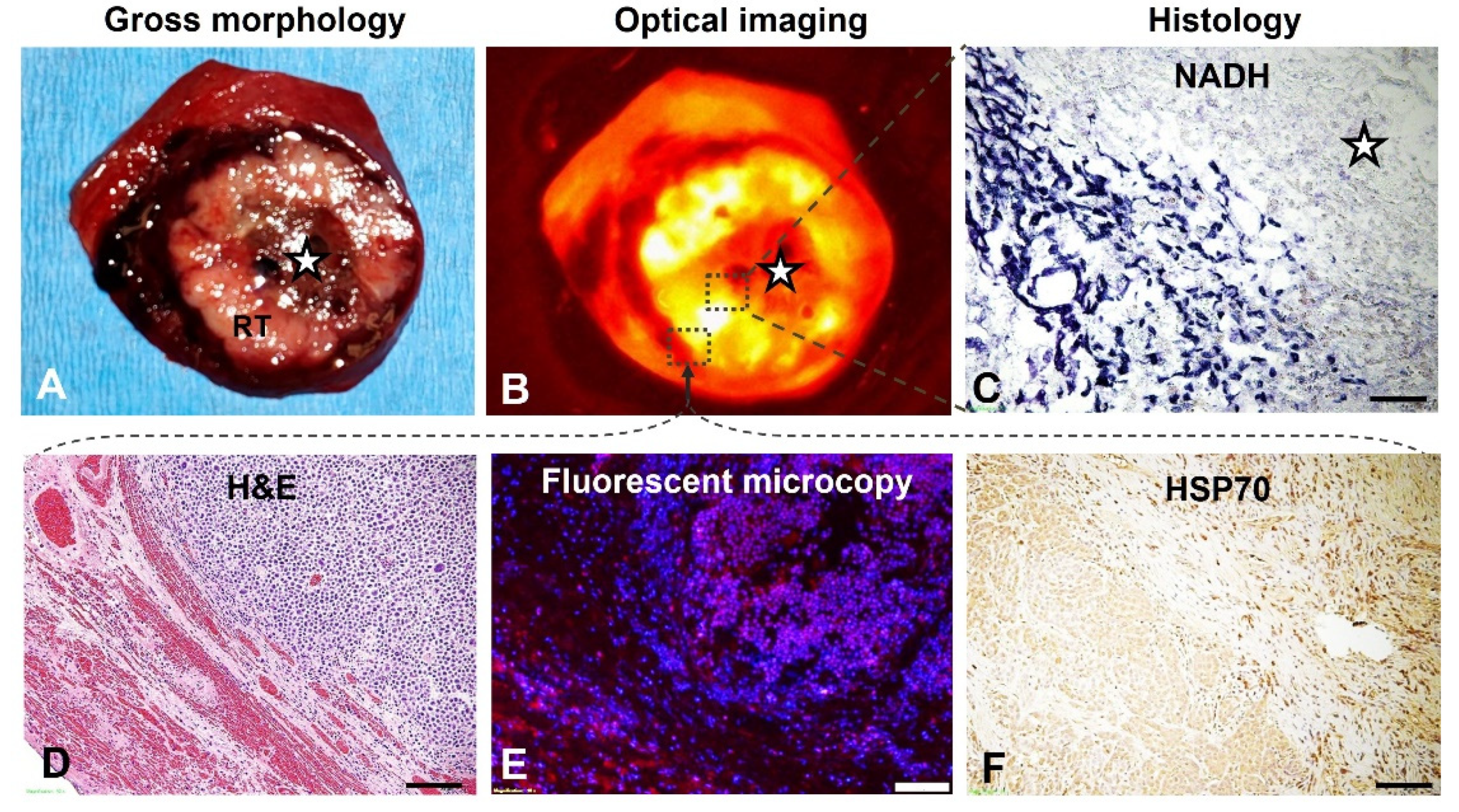 Cancers 14 04768 g007