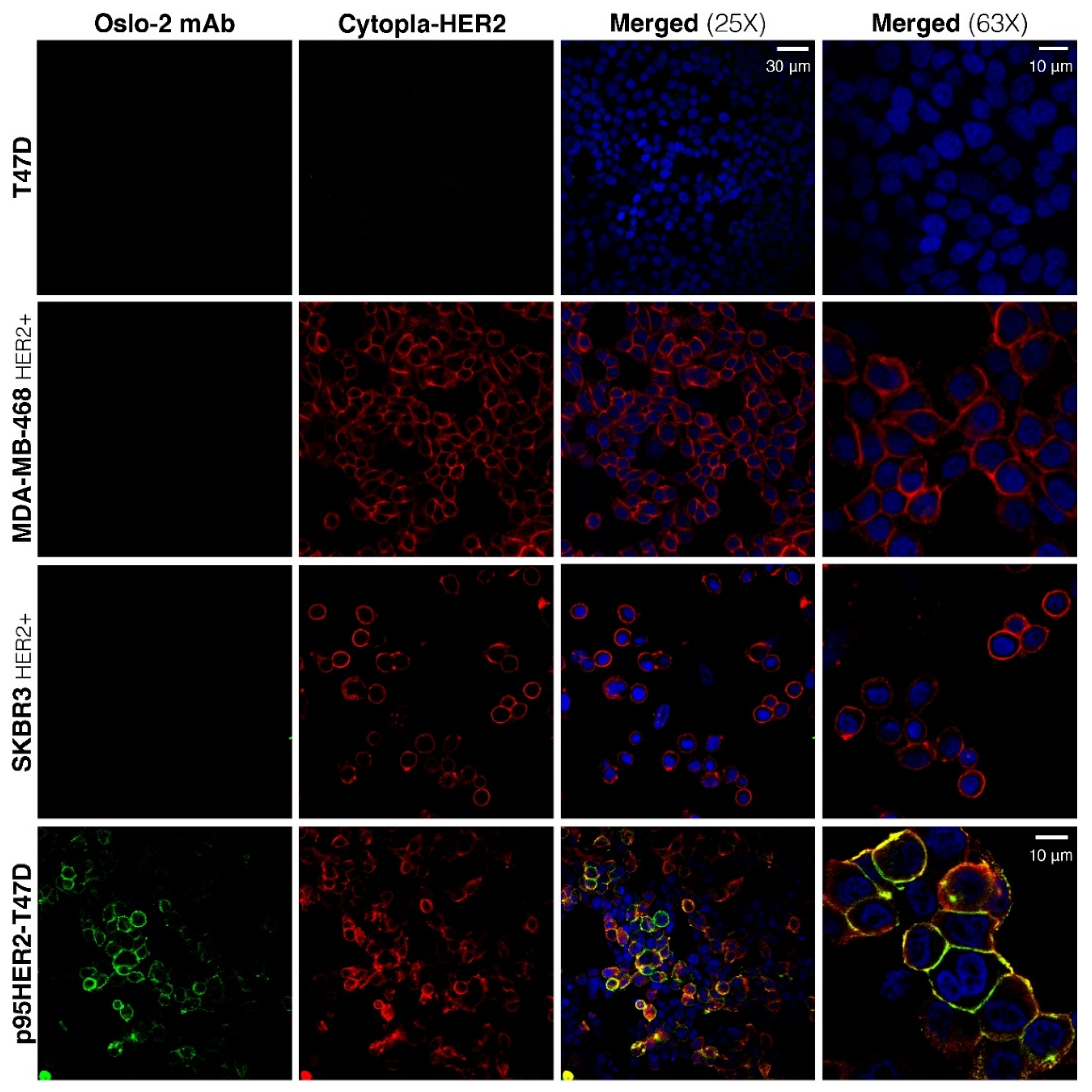 Cancers 14 04859 g003