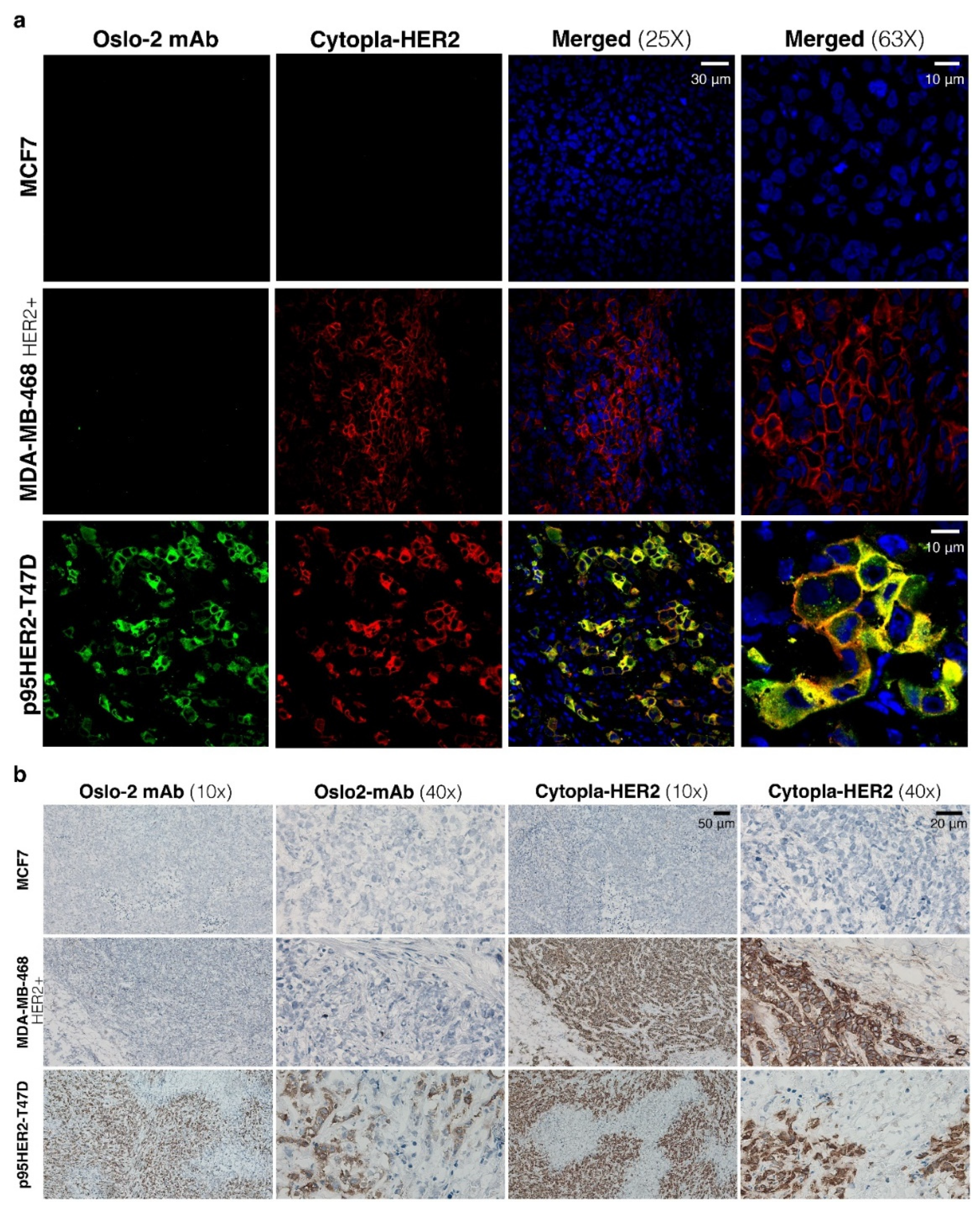 Cancers 14 04859 g004