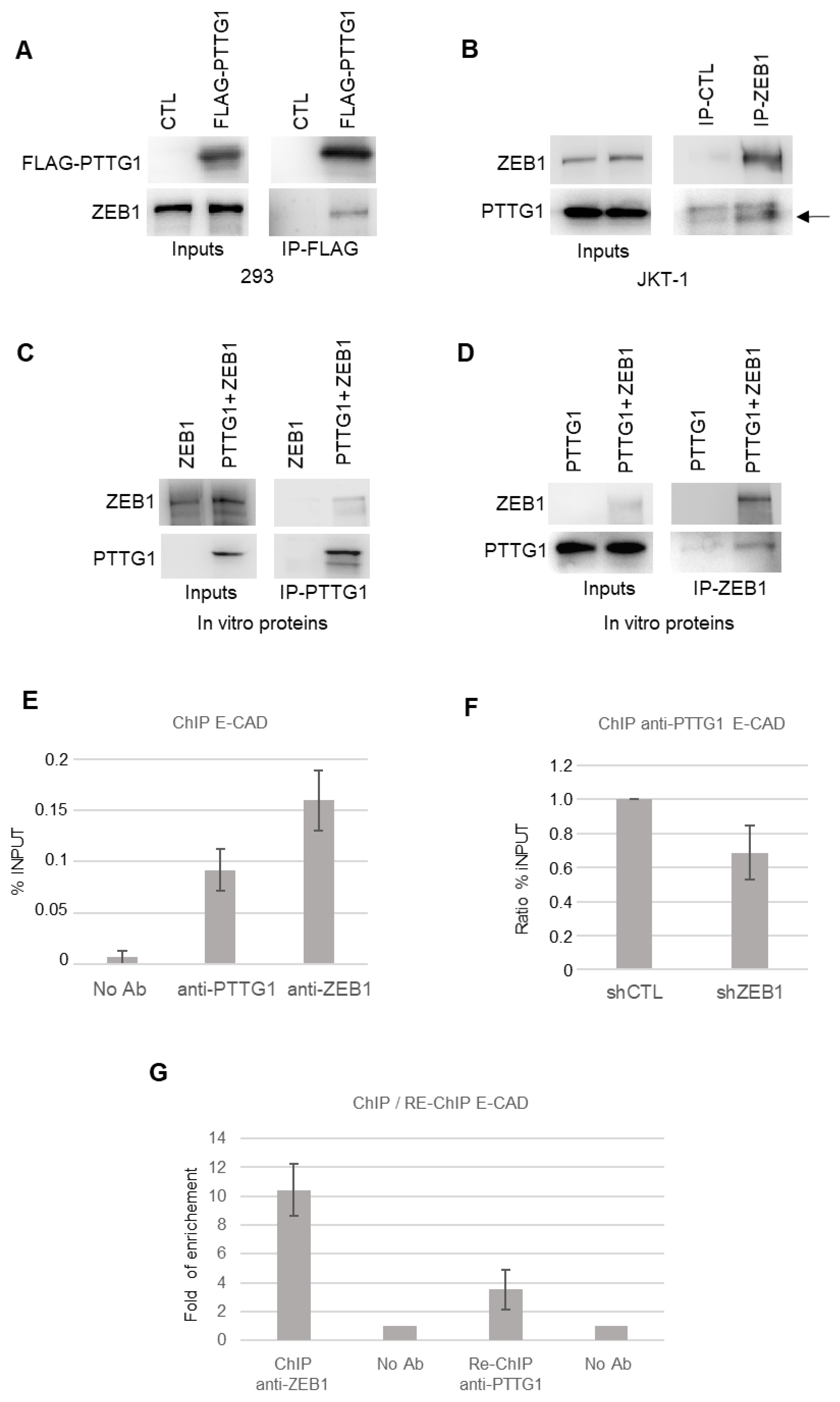 Cancers | Free Full-Text | PTTG1/ZEB1 Axis Regulates E-Cadherin Sns-Brigh10