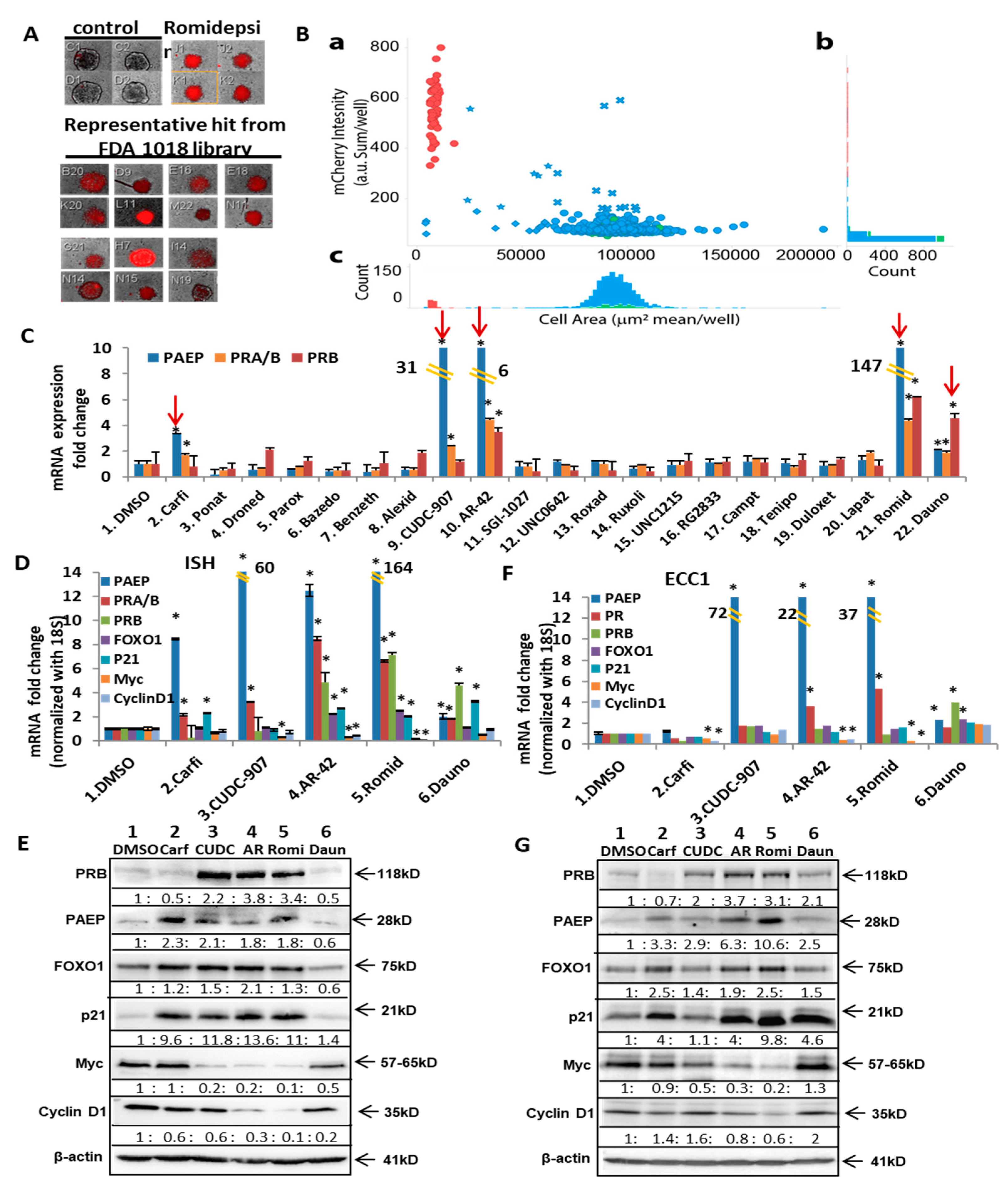 Cancers 14 04883 g003 Cancers 14 04883 g003
