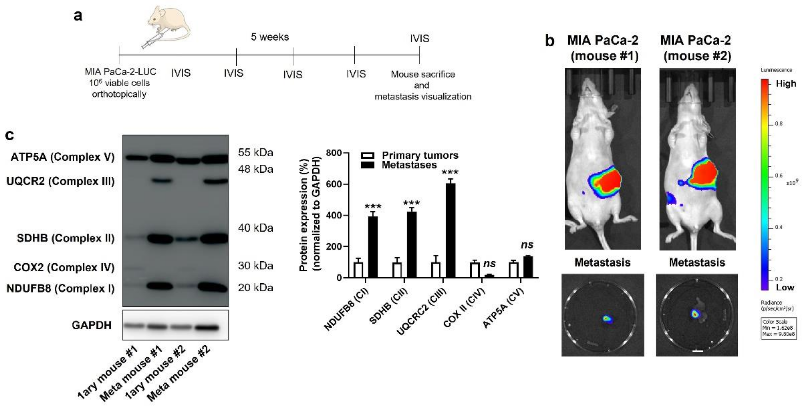 Cancers 14 04918 g003