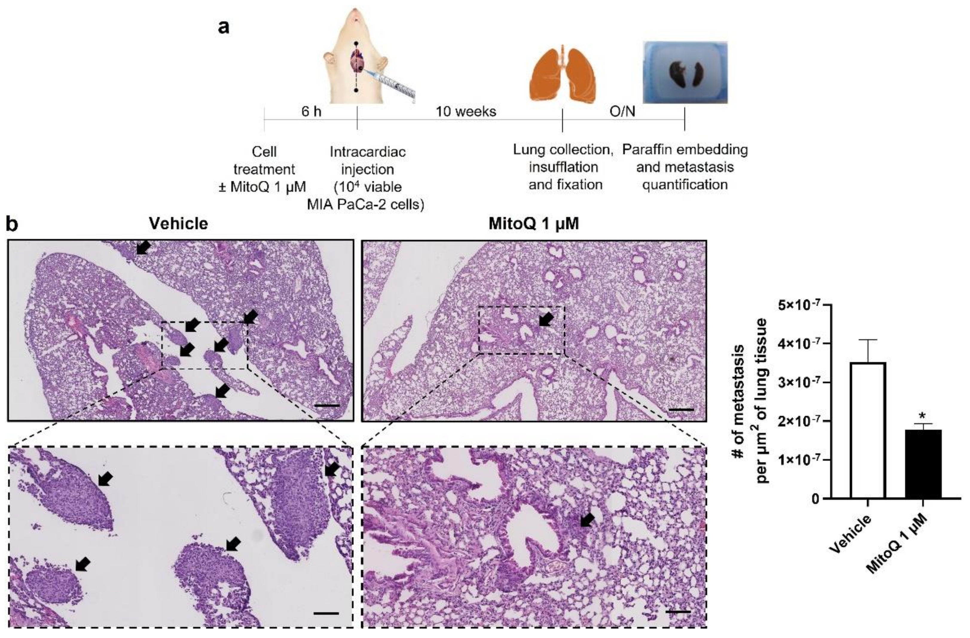 Cancers 14 04918 g007