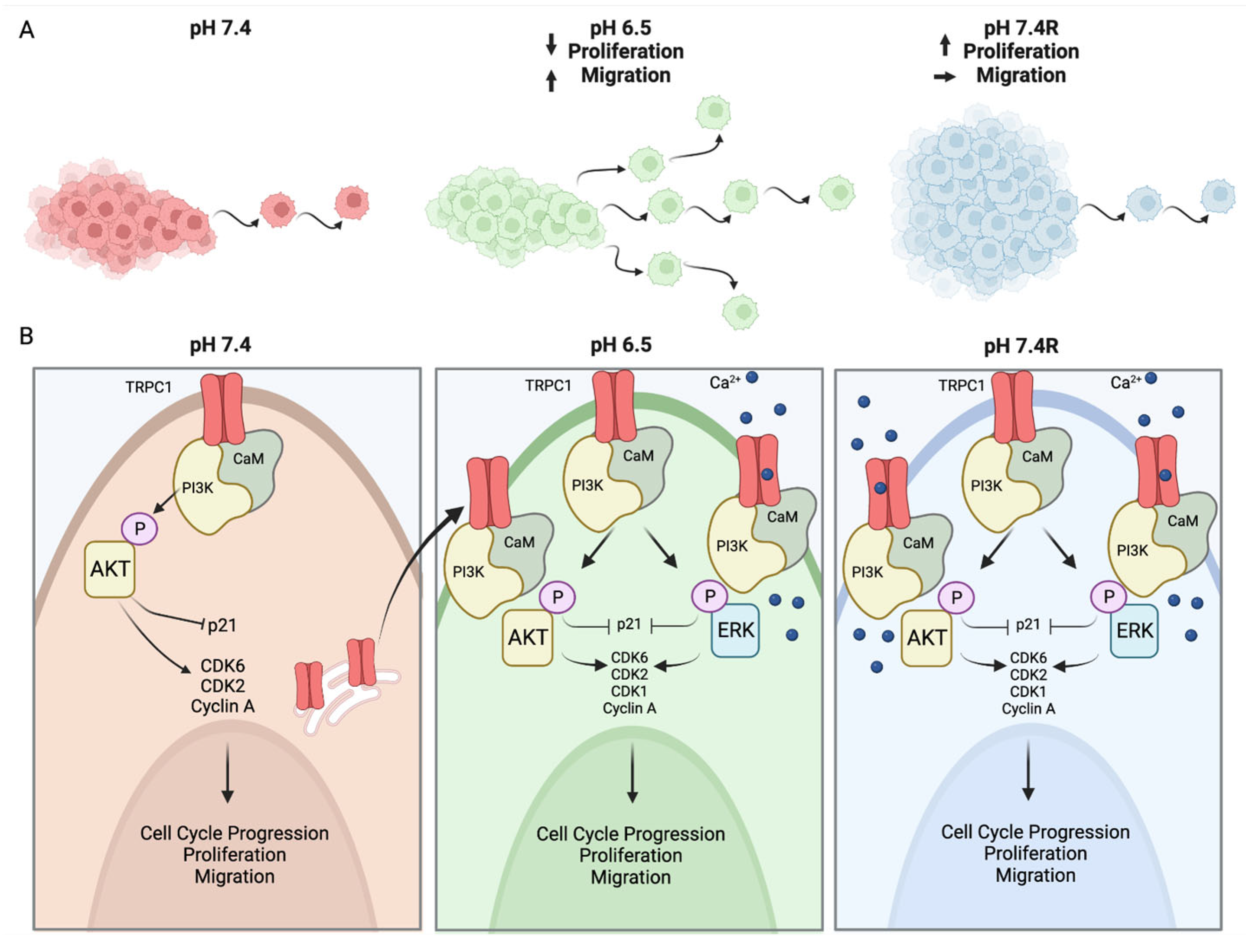Cancers 14 04946 g011 Cancers 14 04946 g011