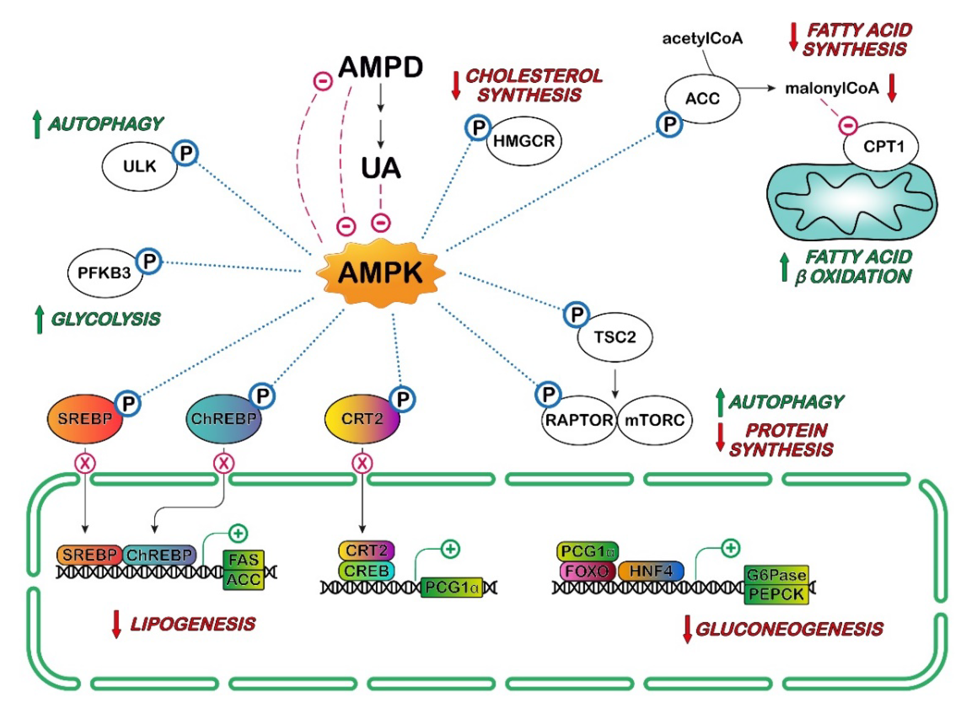 Cancers 14 04959 g004 Cancers 14 04959 g004