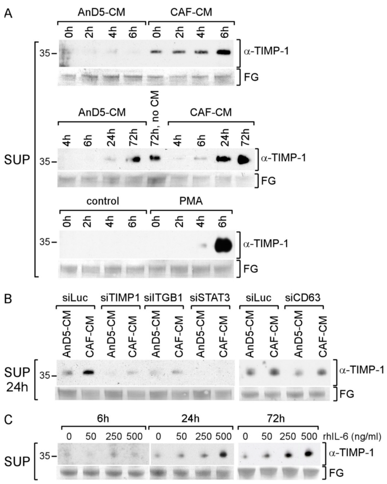Cancers 14 04983 g004 Cancers 14 04983 g004