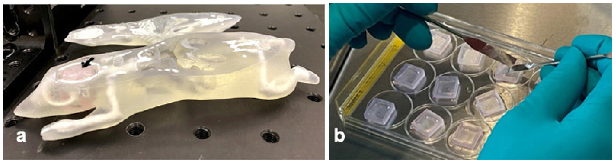 Cancers 14 05137 g007