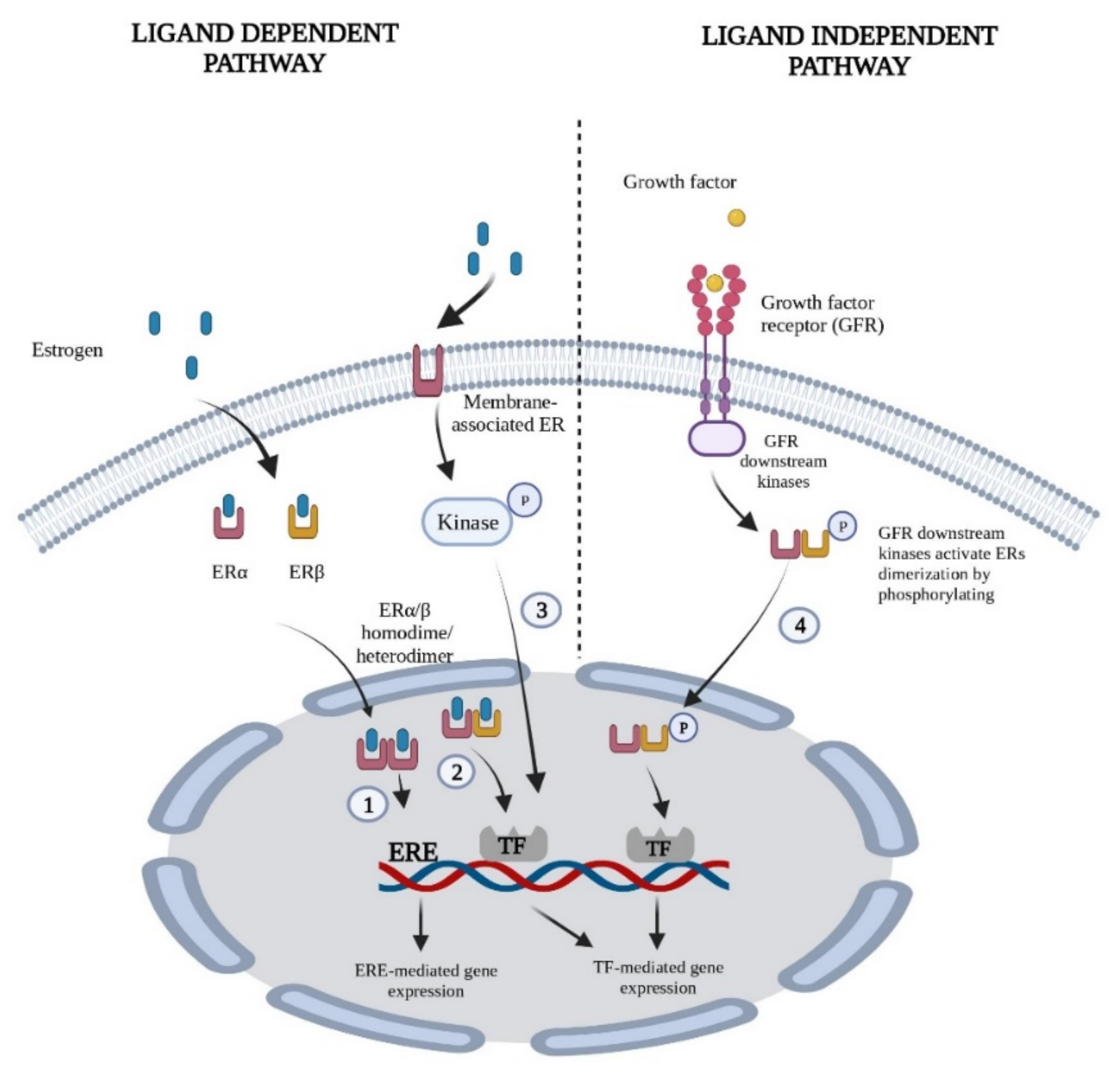 Dialogue between estrogen receptor and E2F signaling pathways: The