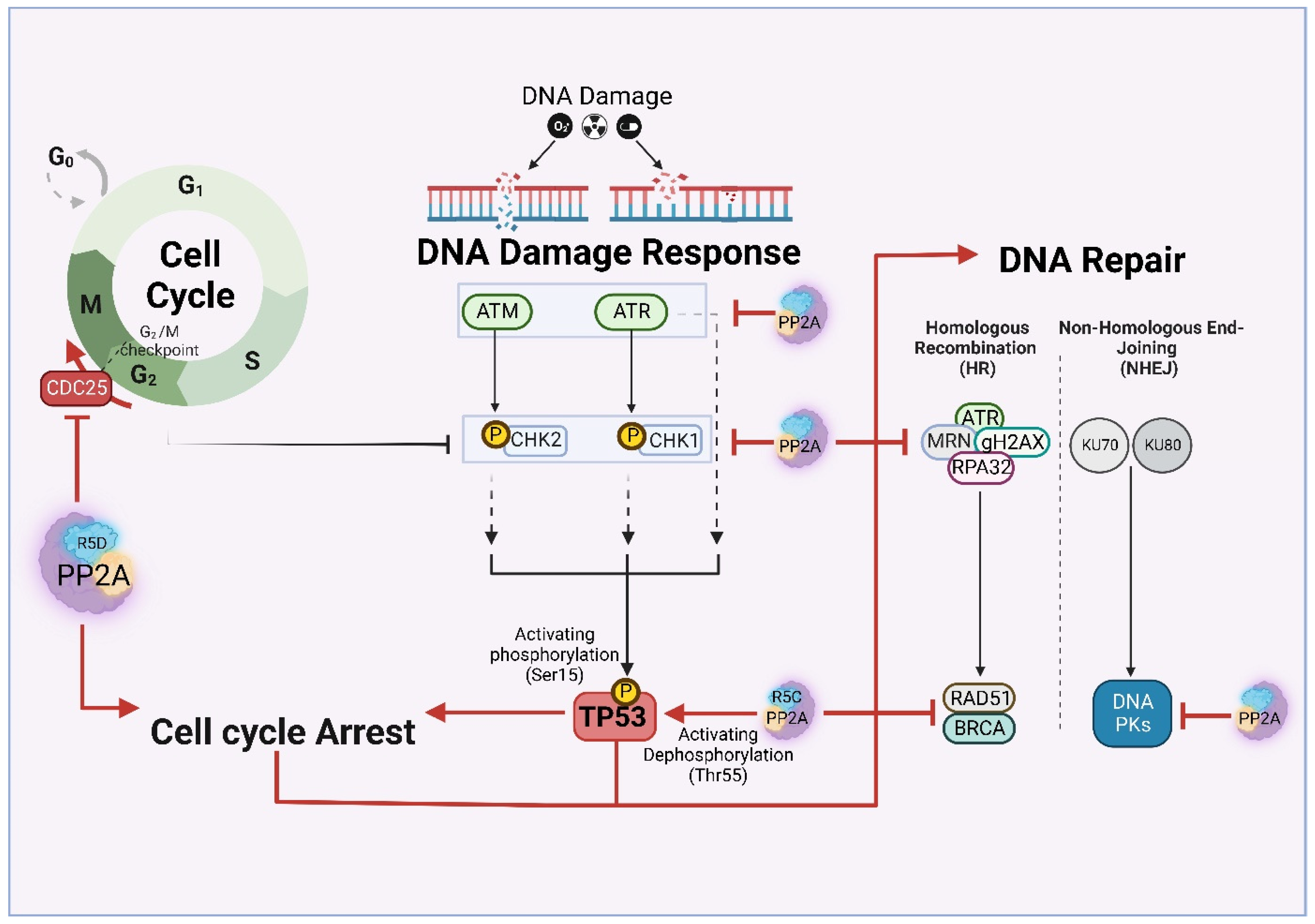 Cancers 14 05227 g004 Cancers 14 05227 g004