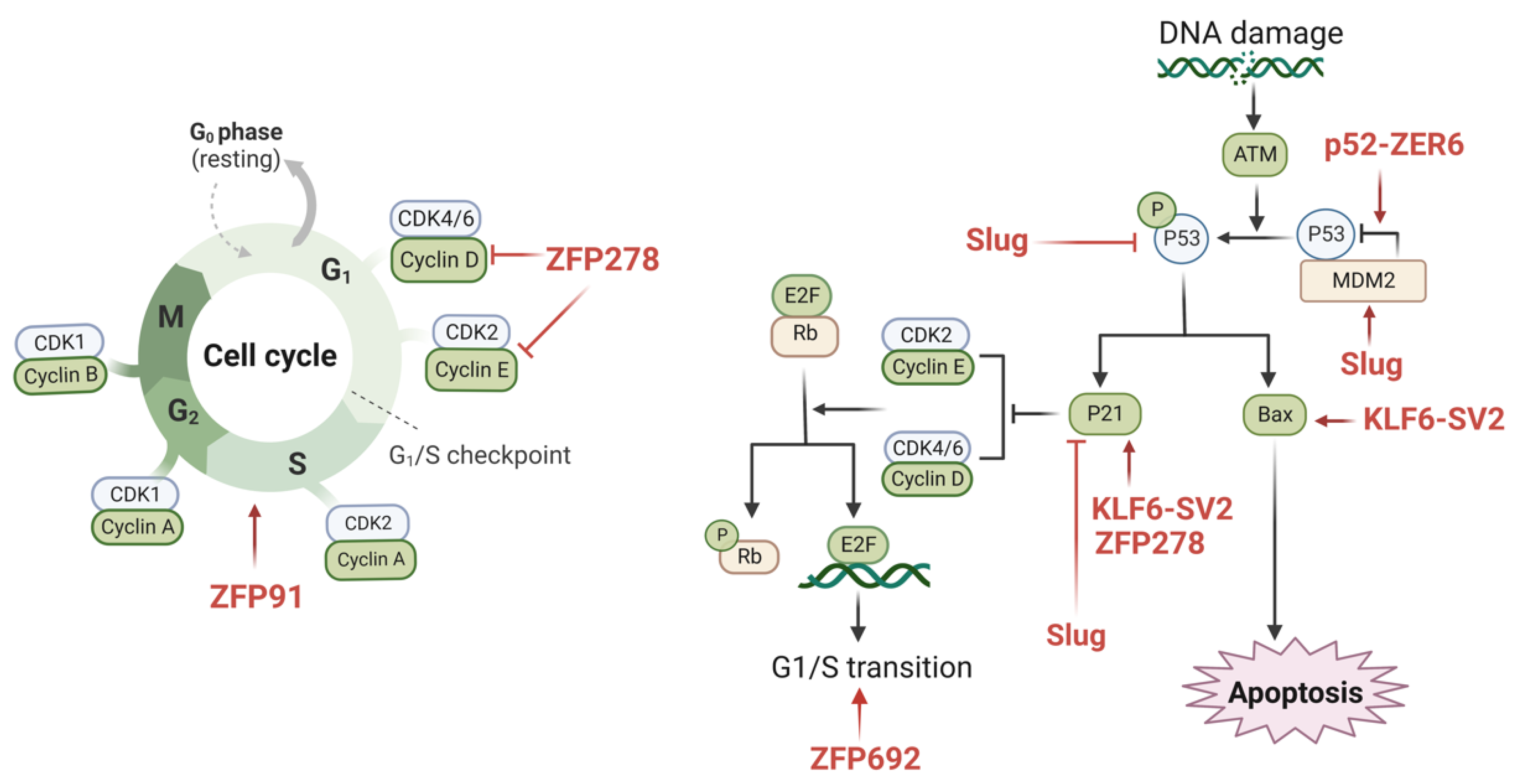 Cancers 14 05242 g002