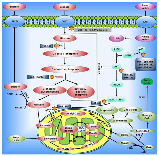 Acetate Metabolism in Physiology, Cancer, and Beyond: Trends in Cell Biology