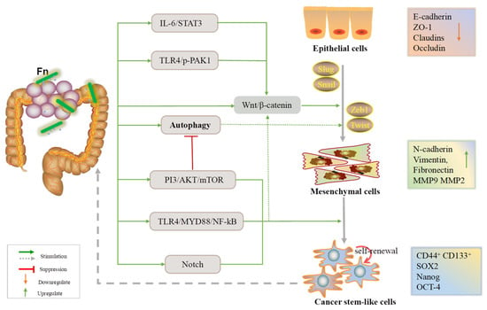 Cancers | Free Full-Text | The Role of Fusobacterium nucleatum in ...