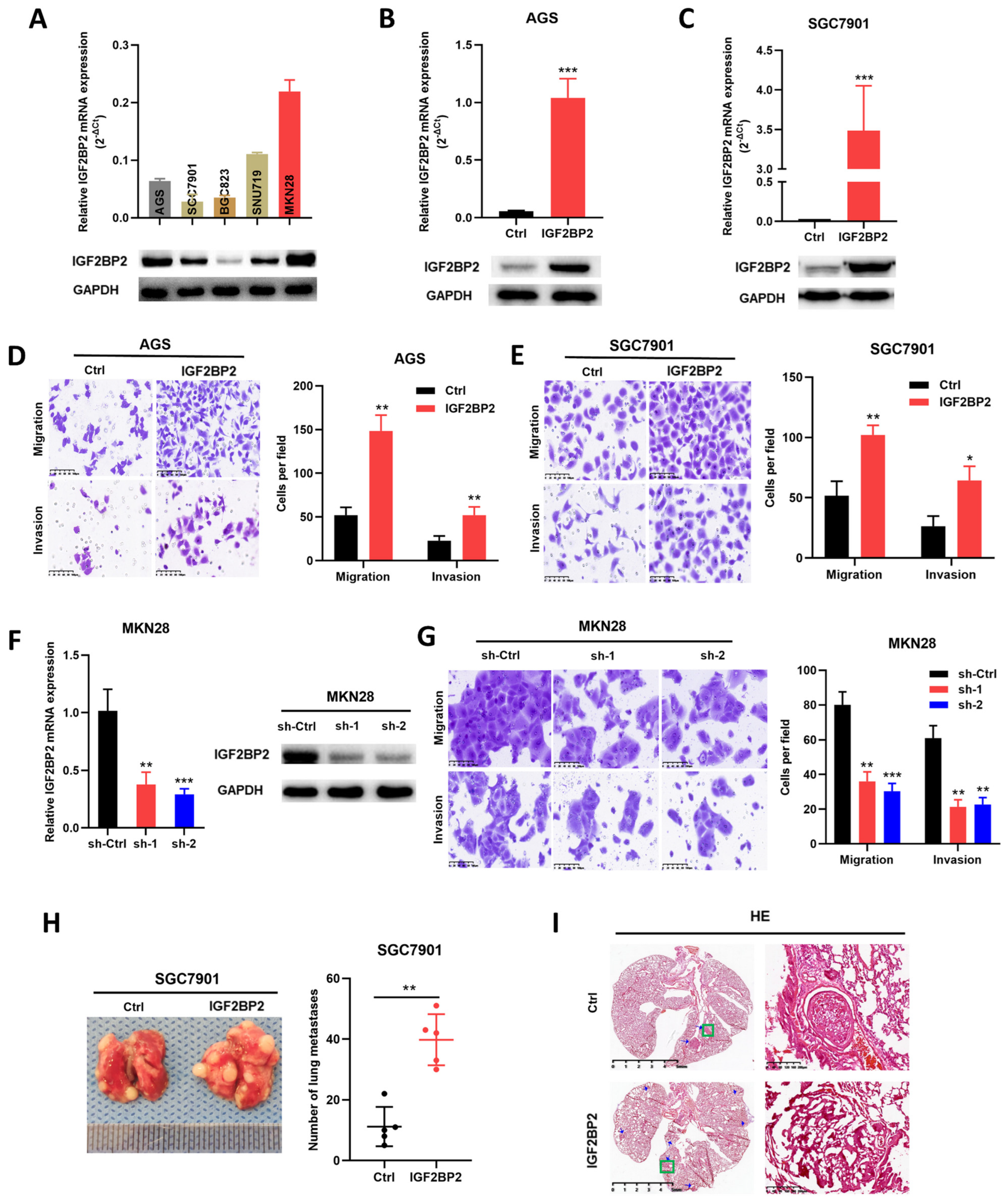 Cancers 14 05381 g002 Cancers 14 05381 g002