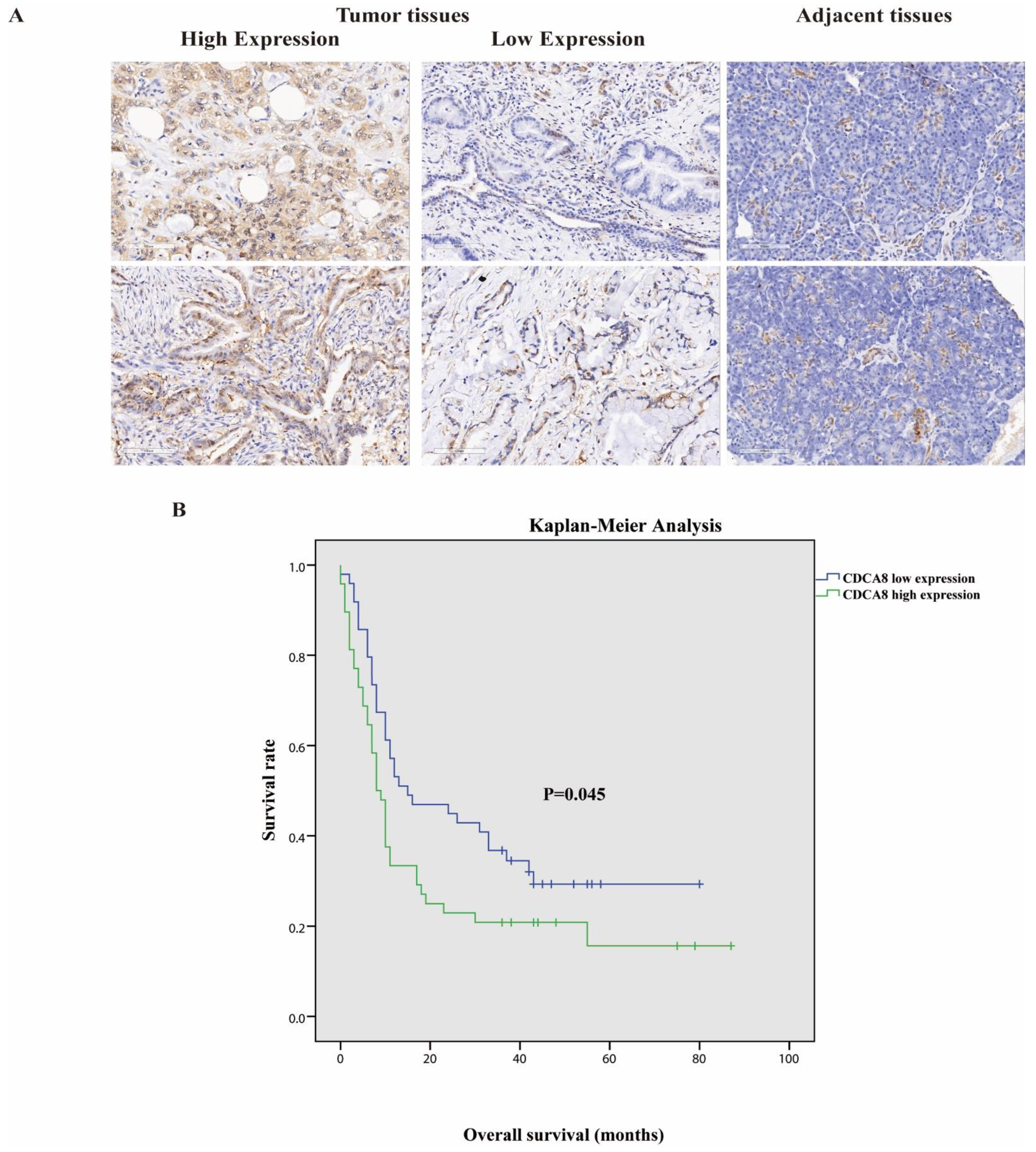 Cancers 14 05434 g001