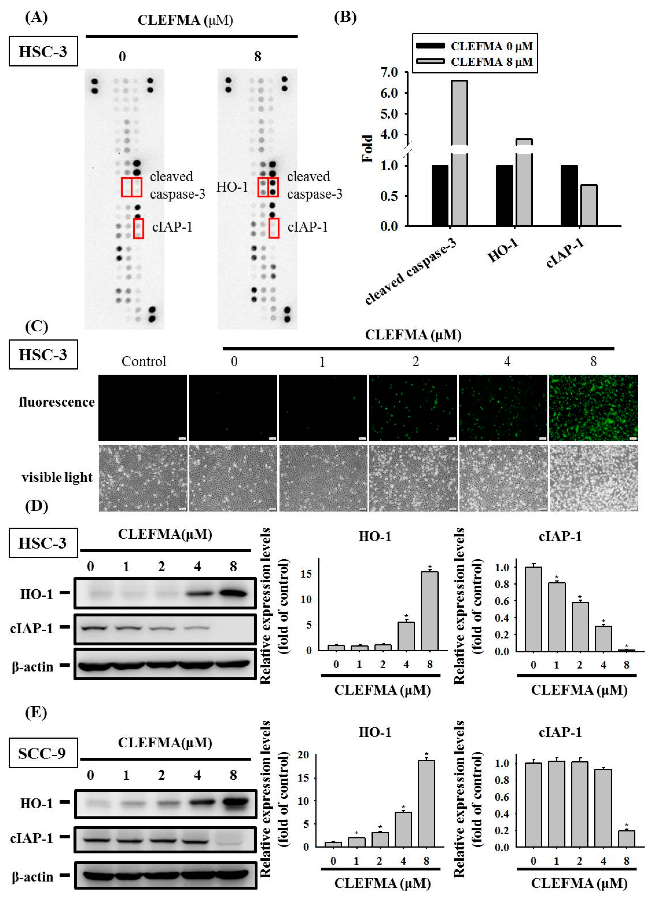 Cancers 14 05519 g004