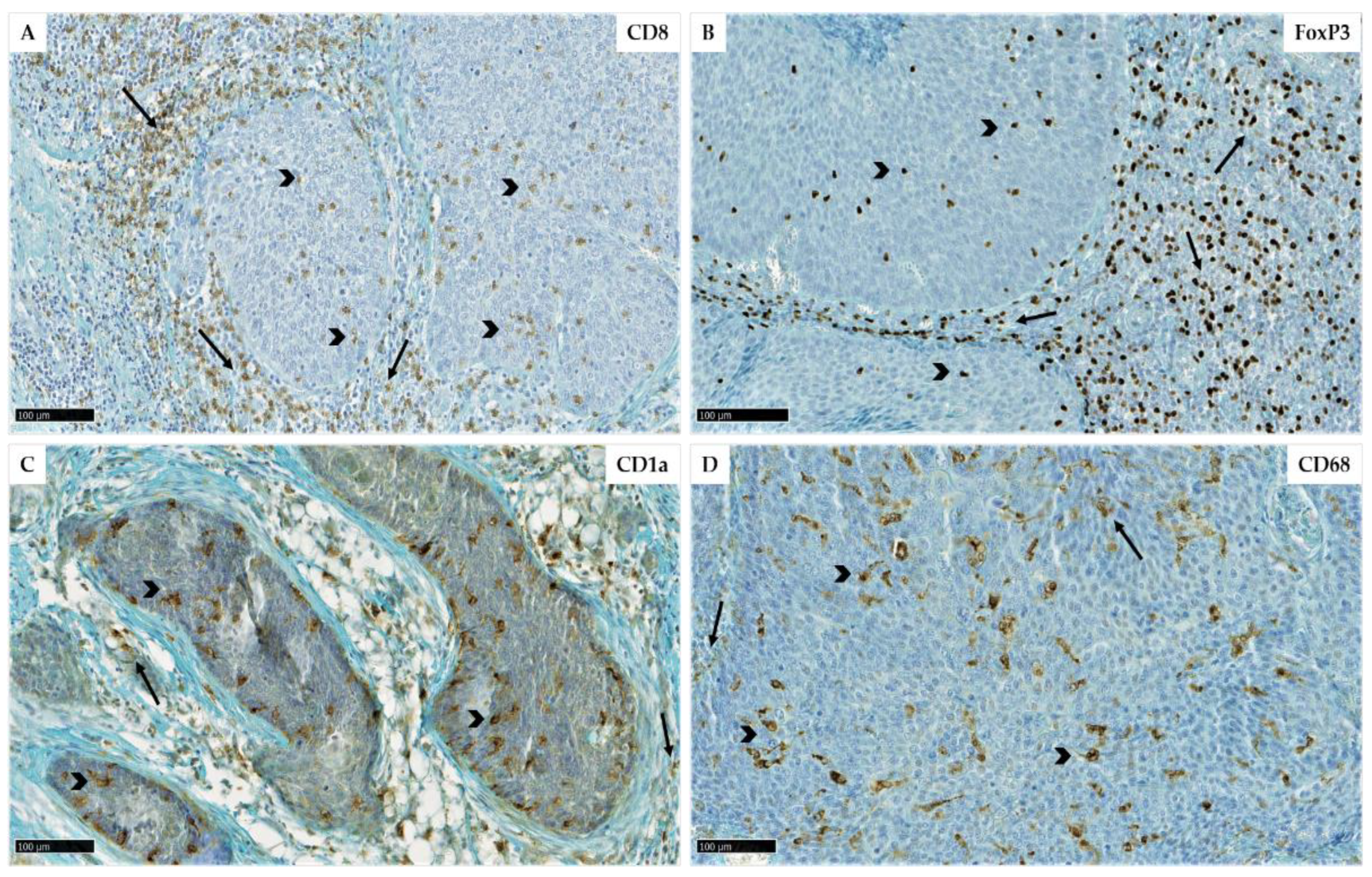 Cancers 14 05560 g001 Cancers 14 05560 g001