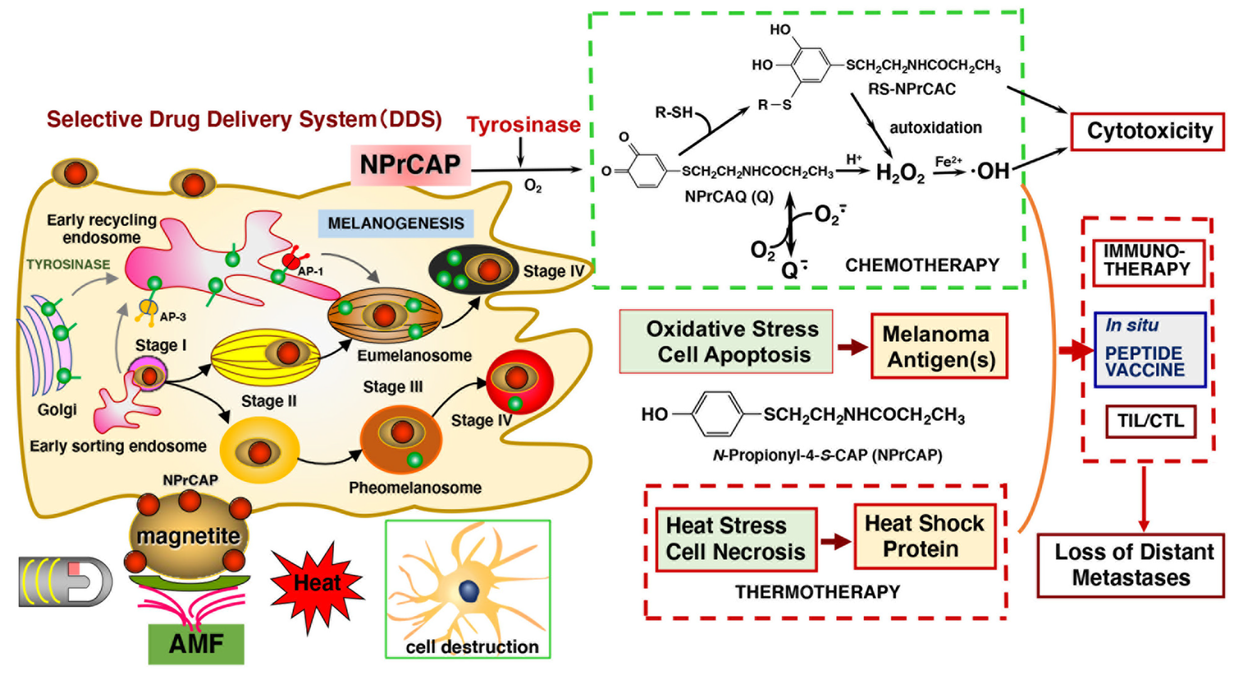 Cancers 14 05588 g001