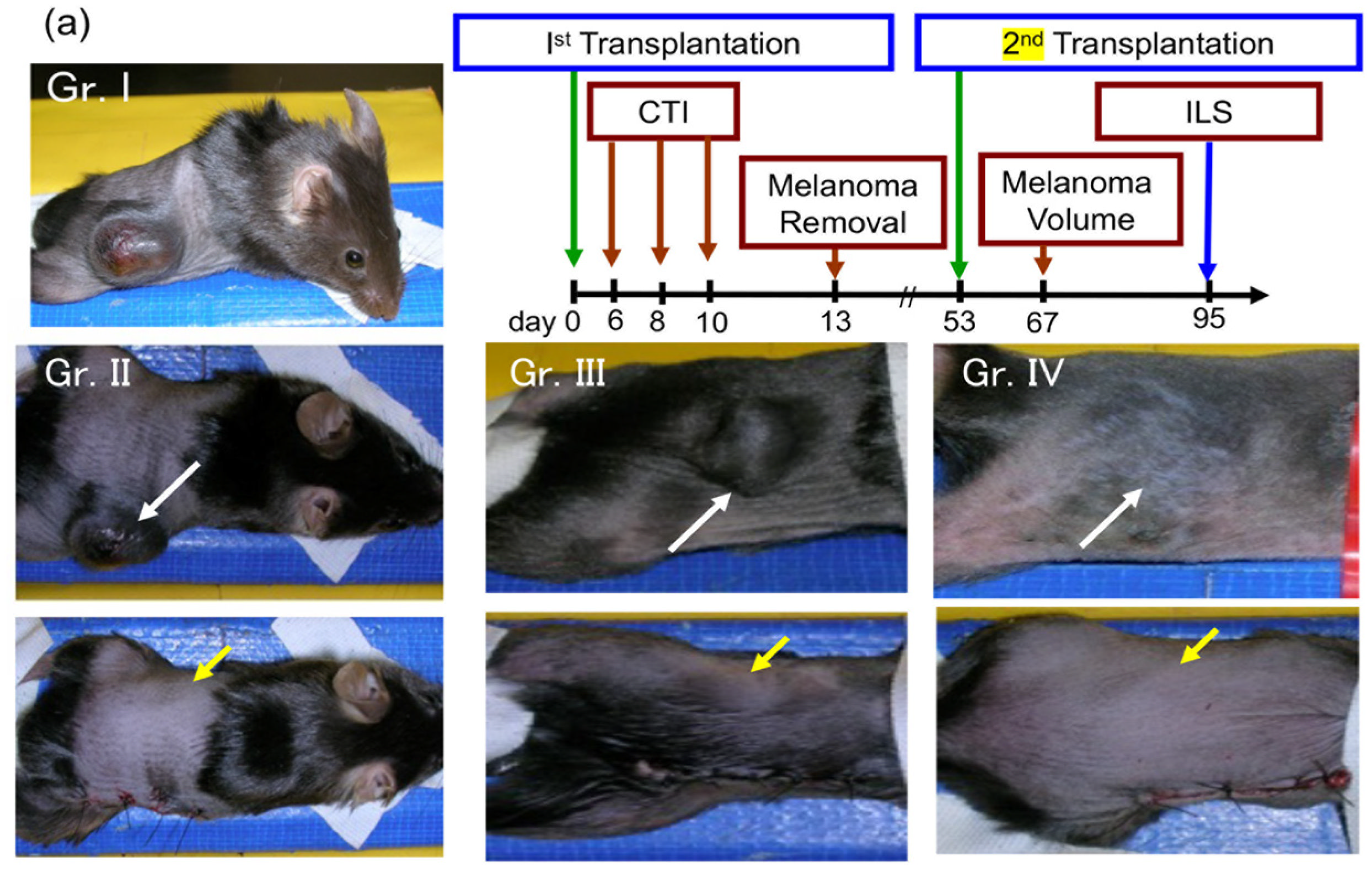 Cancers 14 05588 g007a