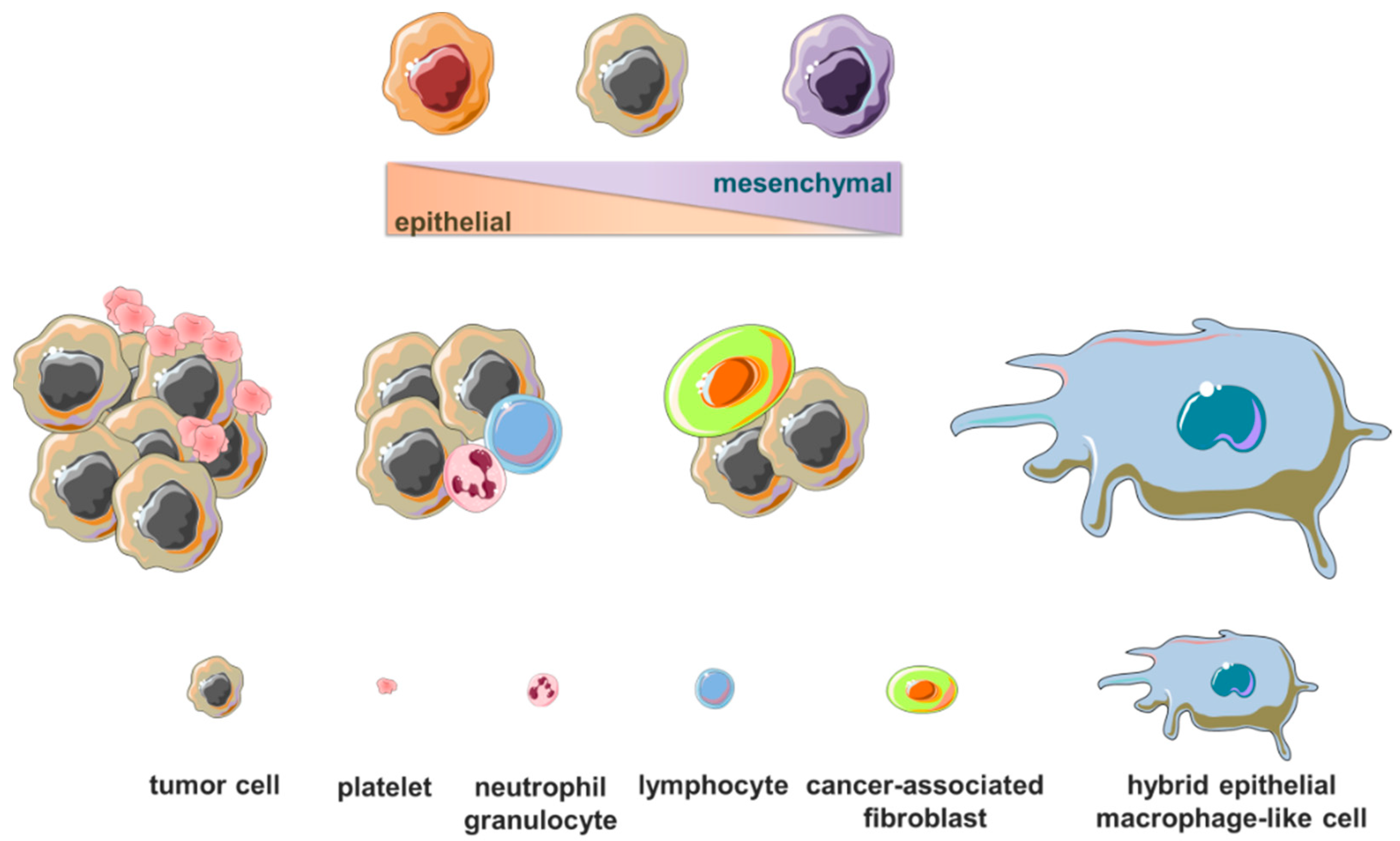 Cancers | Free Full-Text | Signatures of Breast Cancer Progression in the  Blood: What Could Be Learned from Circulating Tumor Cell Transcriptomes