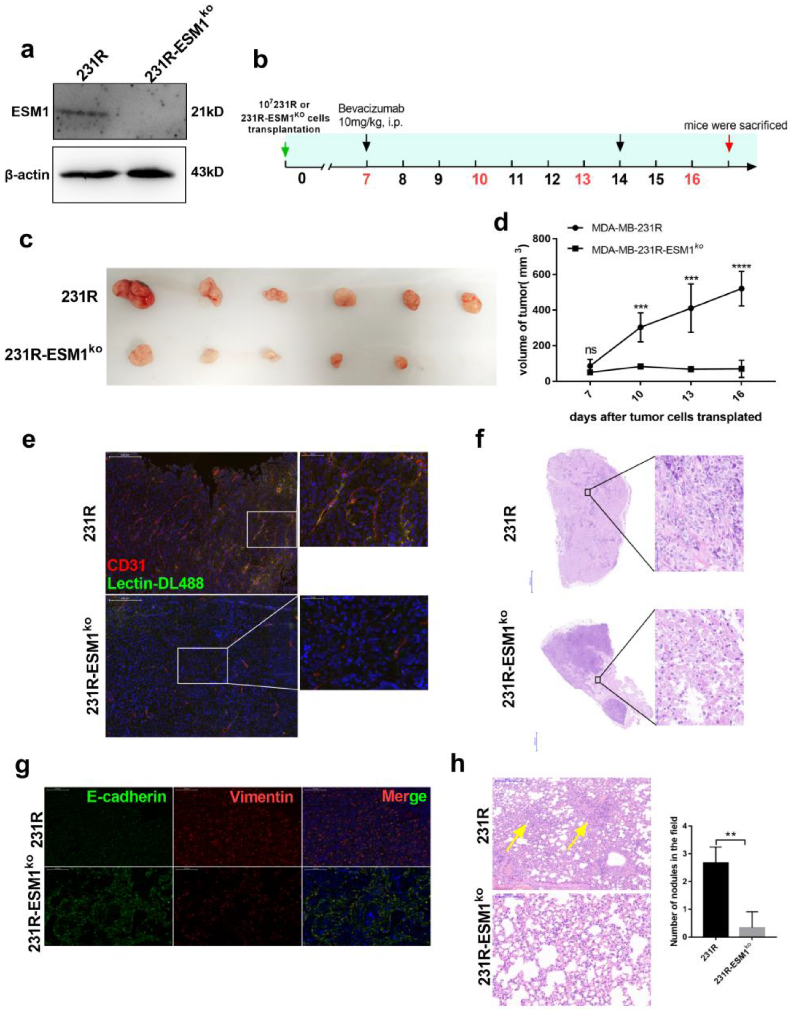 Cancers 14 05681 g007 Cancers 14 05681 g007