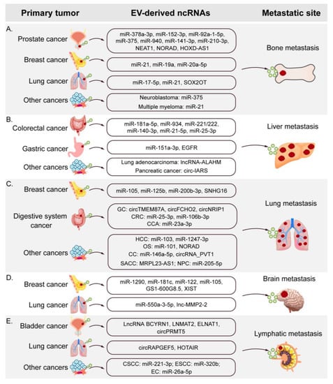 Cancers | Free Full-Text | Non-Coding RNAs of Extracellular Vesicles ...