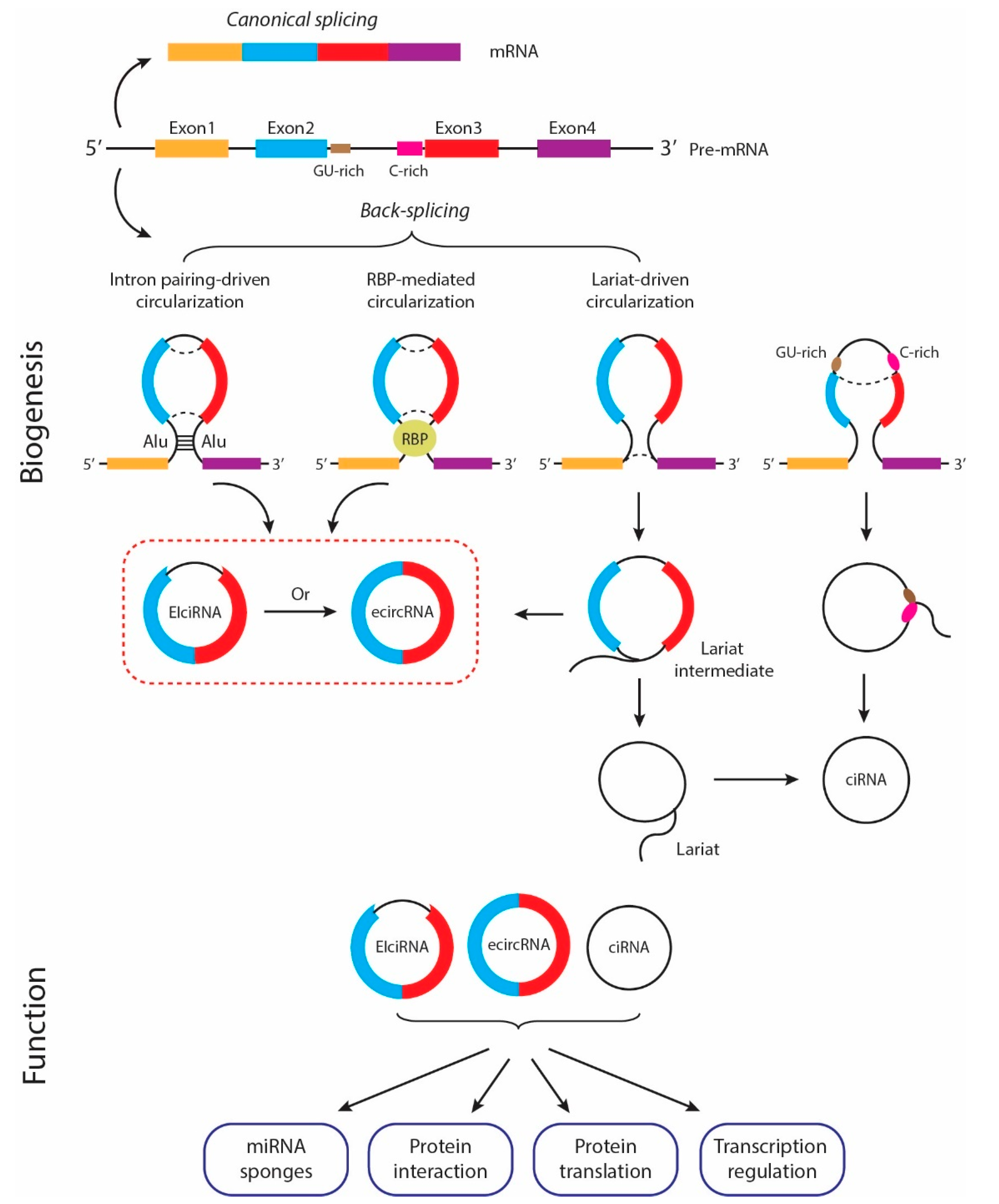 CircATRNL1 activates Smad4 signaling to inhibit angiogenesis and