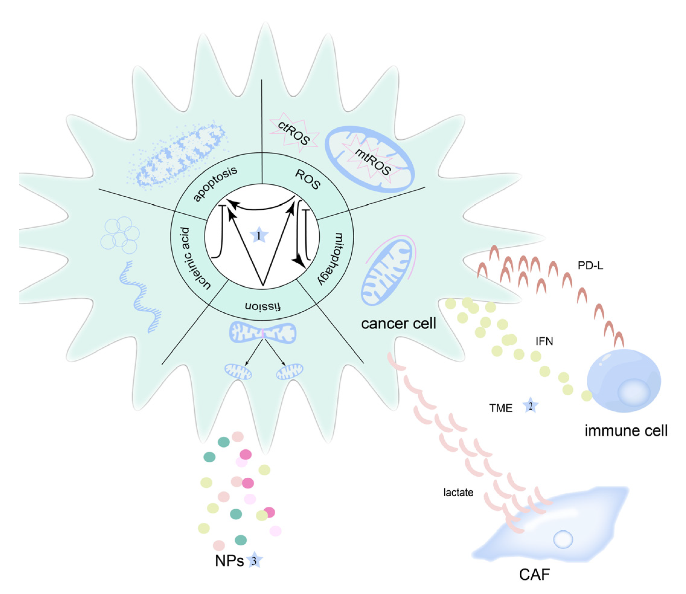 Cancers 14 05723 g001