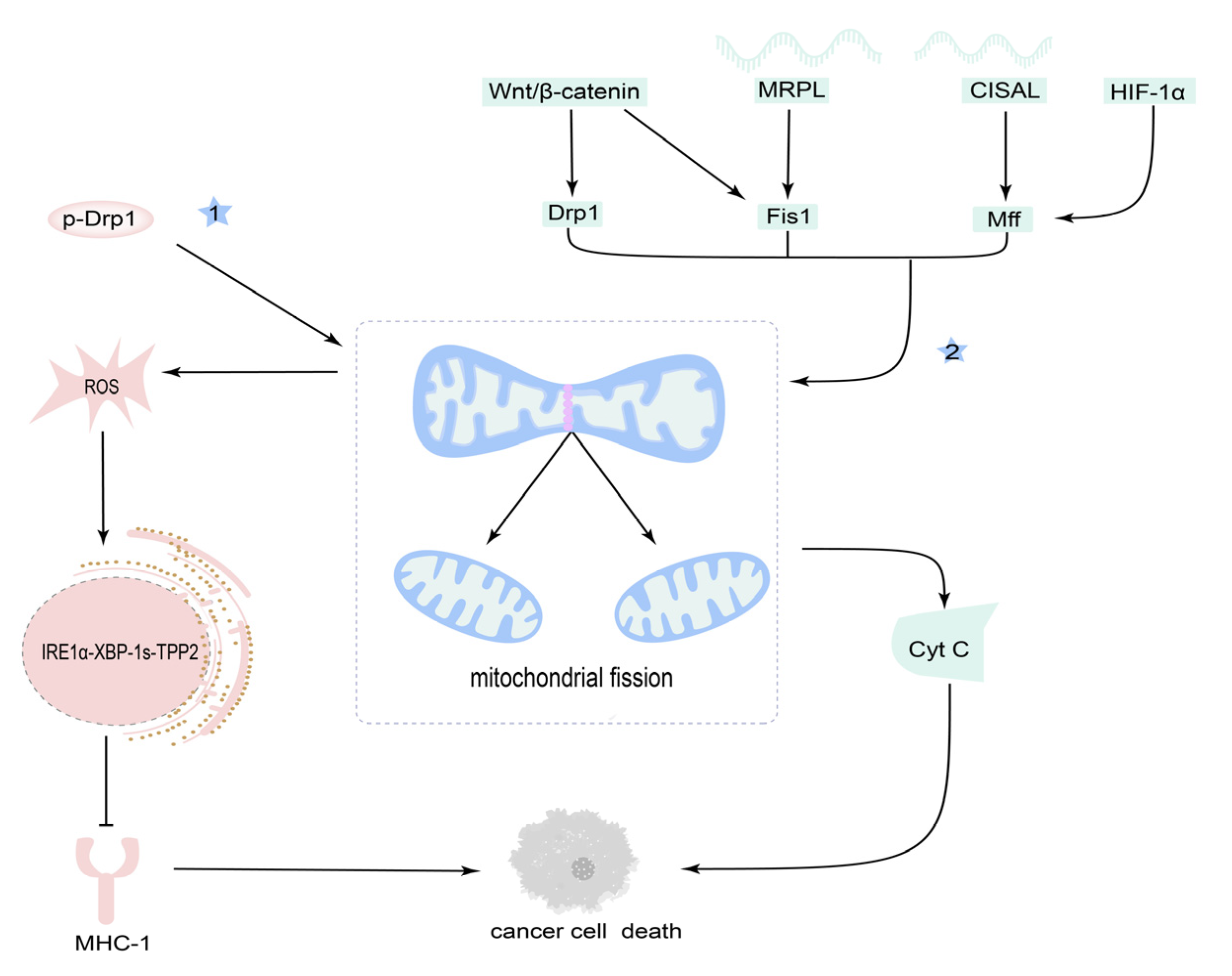 Cancers 14 05723 g004