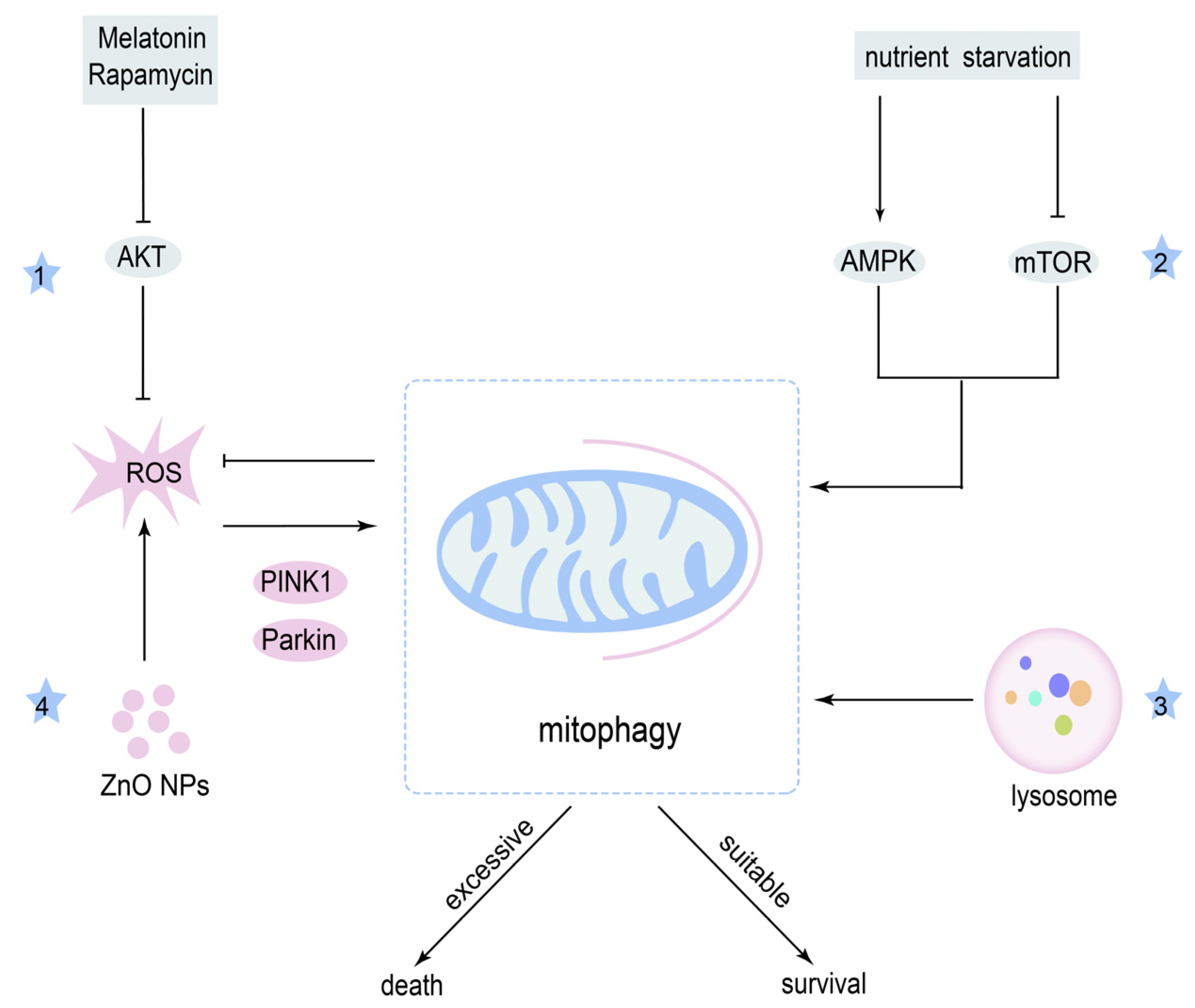 Cancers 14 05723 g005