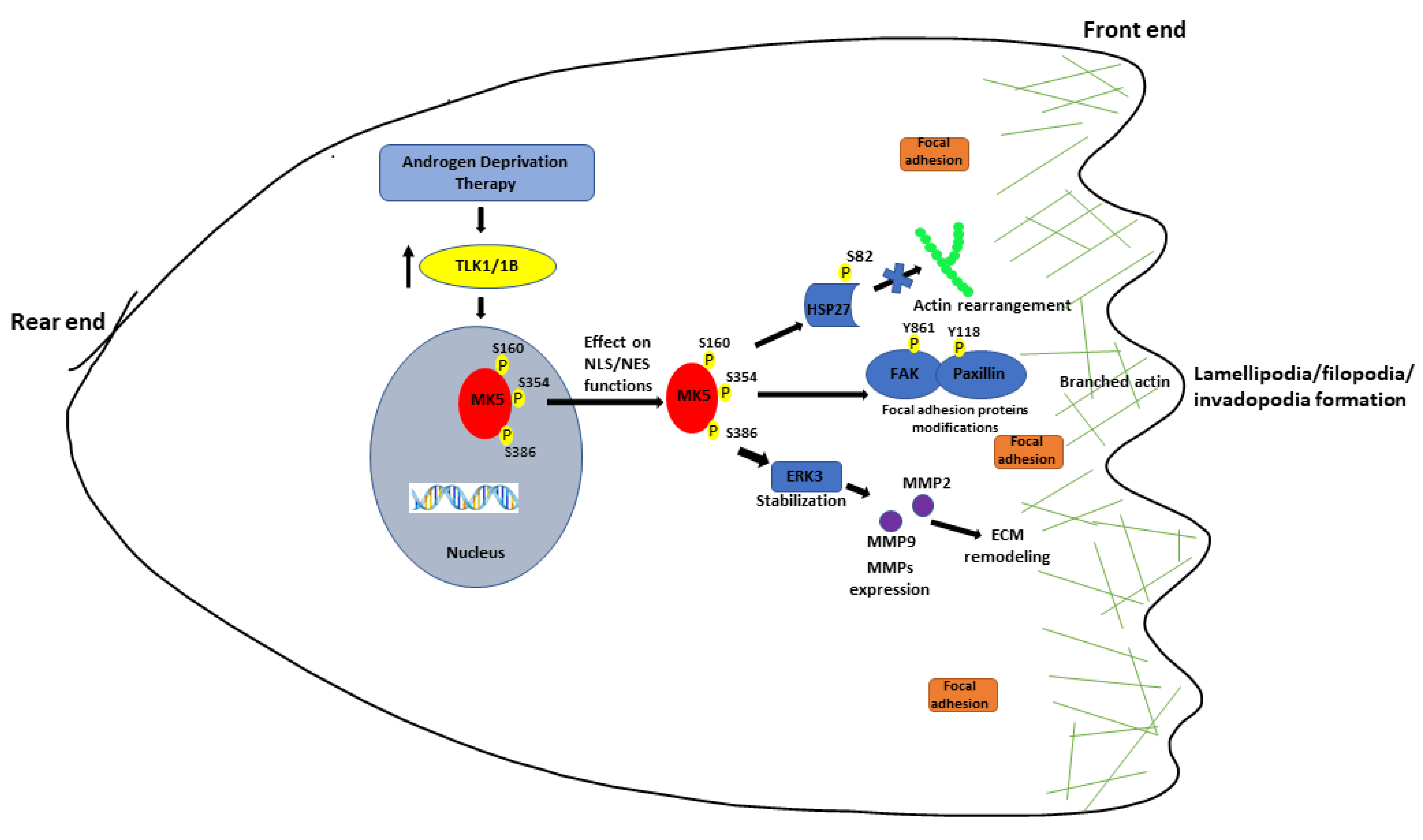 Cancers 14 05728 g007