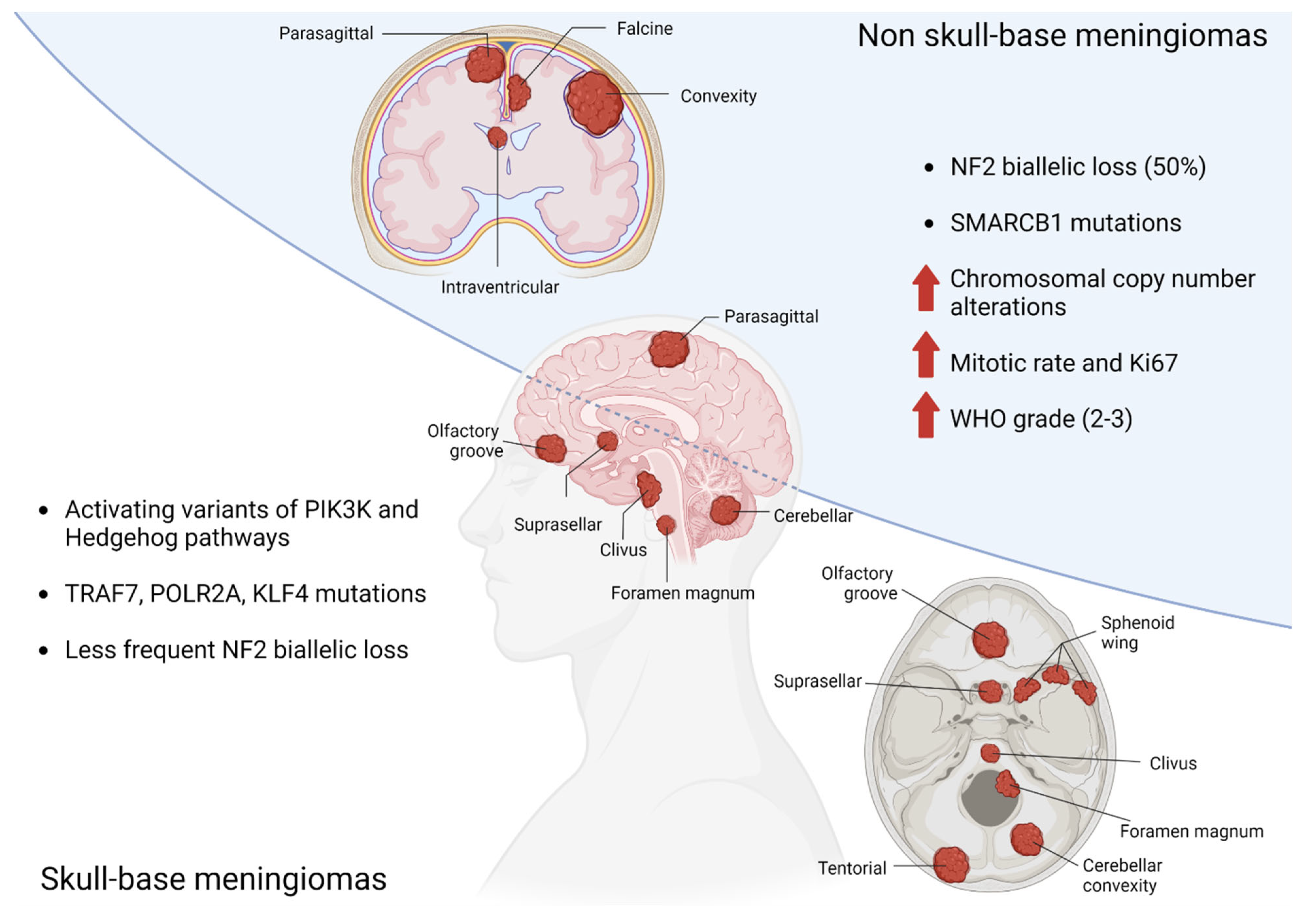 Cancers | Free Full-Text | Clinical Management of Supratentorial Non-Skull  Base Meningiomas