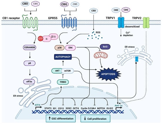 Cancers Free Full Text The Cytotoxic Effects of Cannabidiol