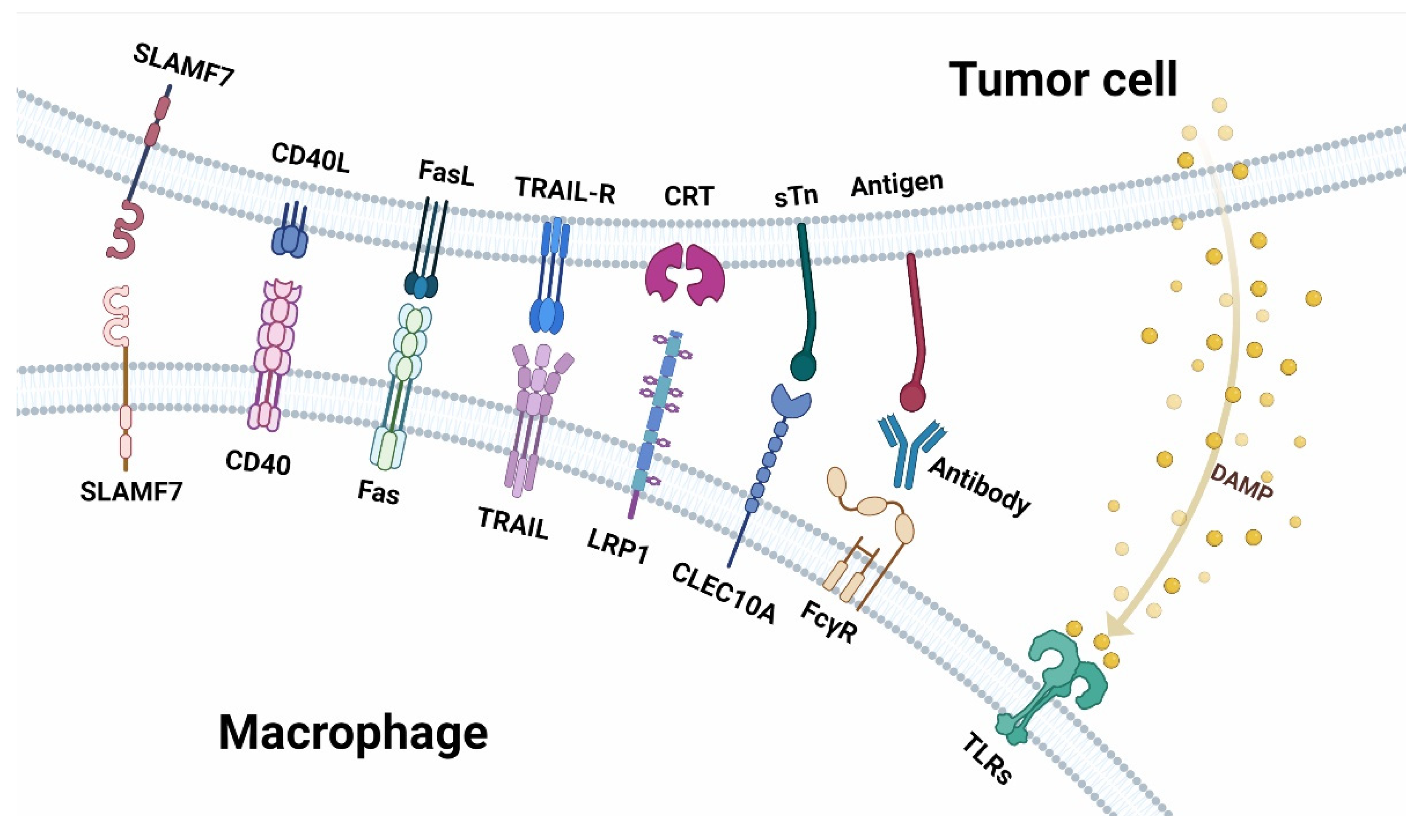 Cancers 14 05963 g002 Cancers 14 05963 g002