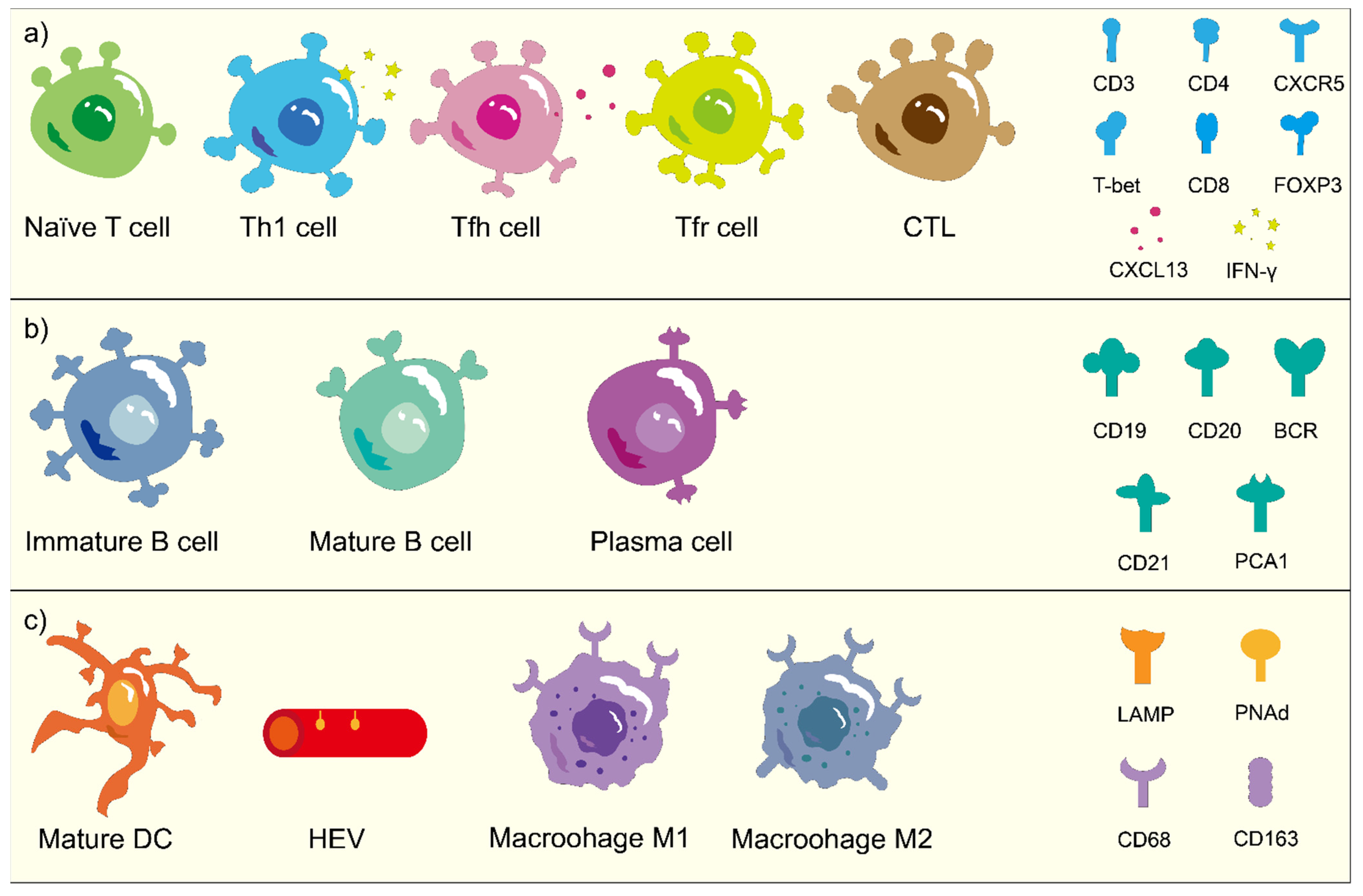 Tertiary lymphoid structures generate and propagate anti-tumor