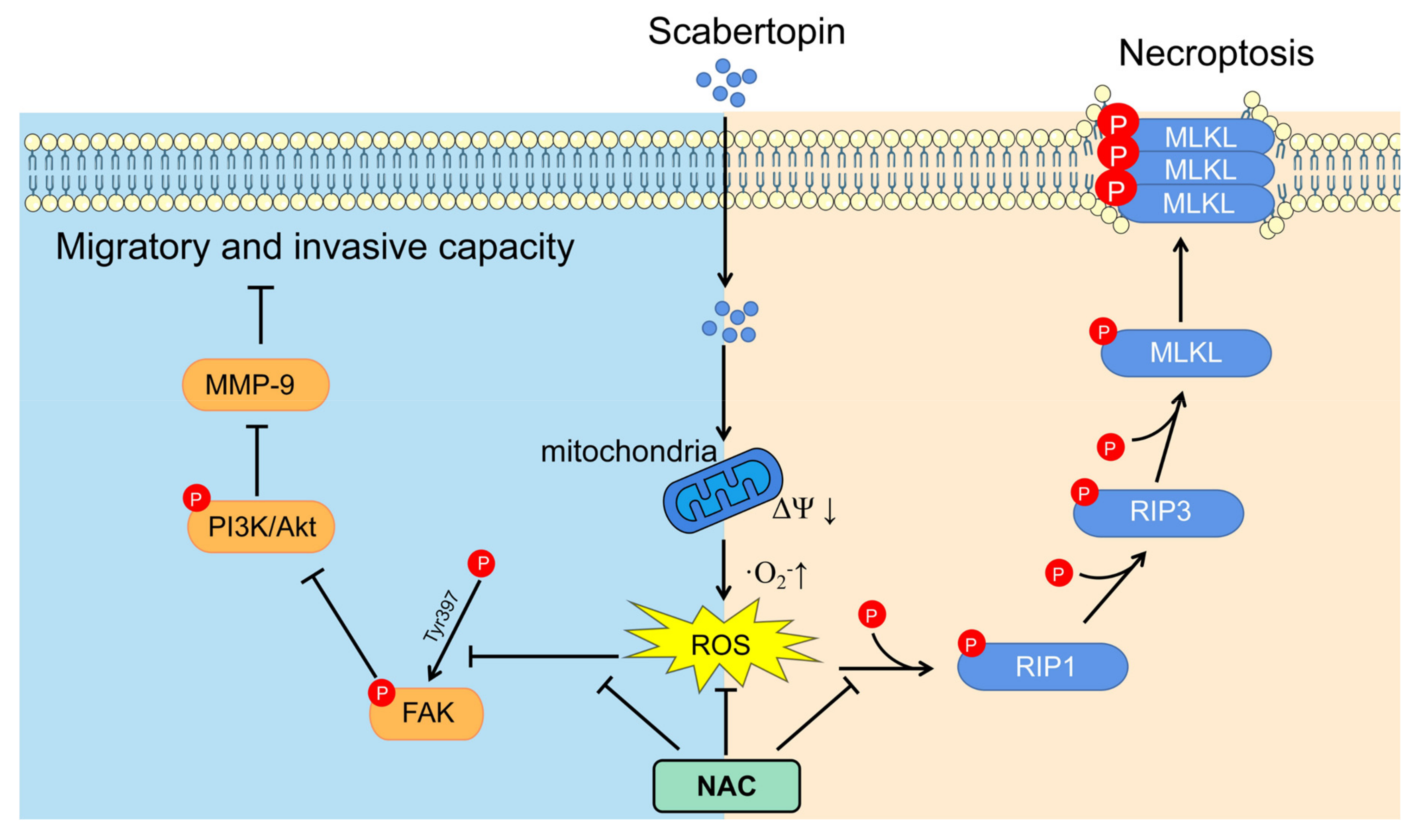 Cancers | Free Full-Text | Scabertopin Derived from Elephantopus scaber ...