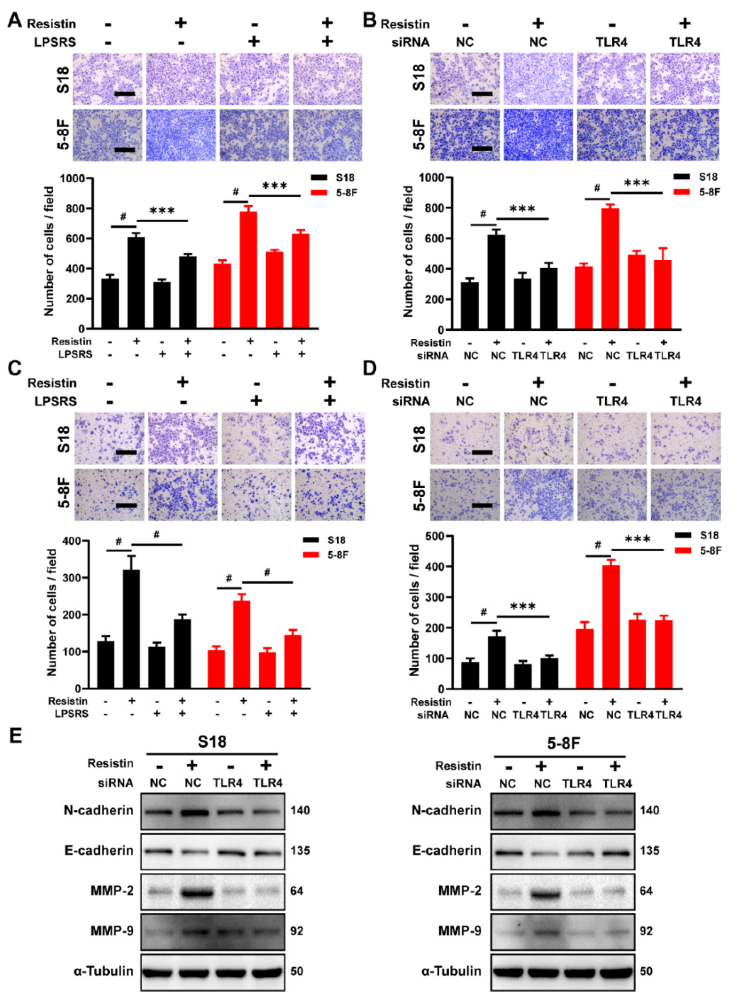 Cancers 14 06003 g003 Cancers 14 06003 g003