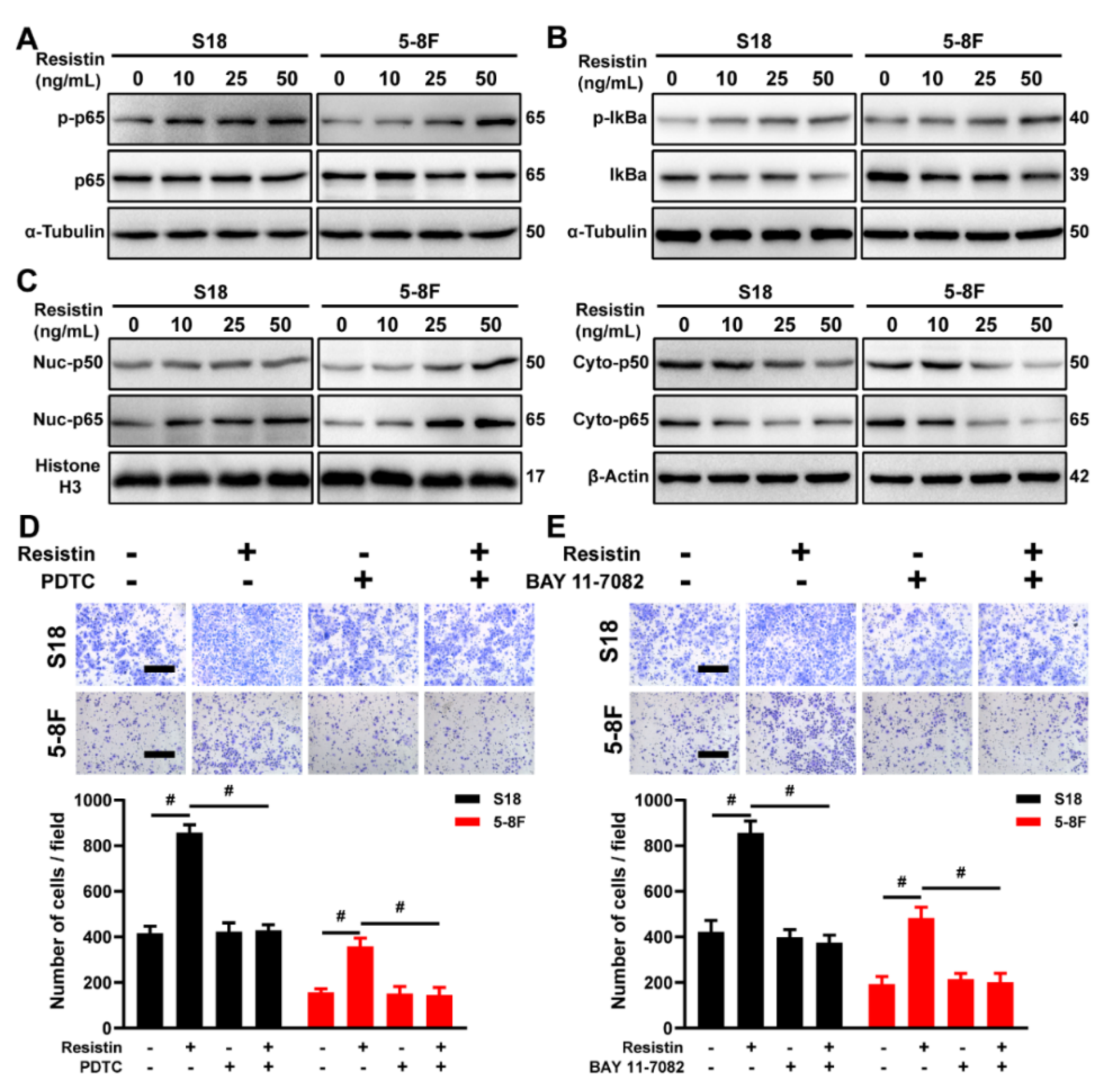 Cancers 14 06003 g005 Cancers 14 06003 g005