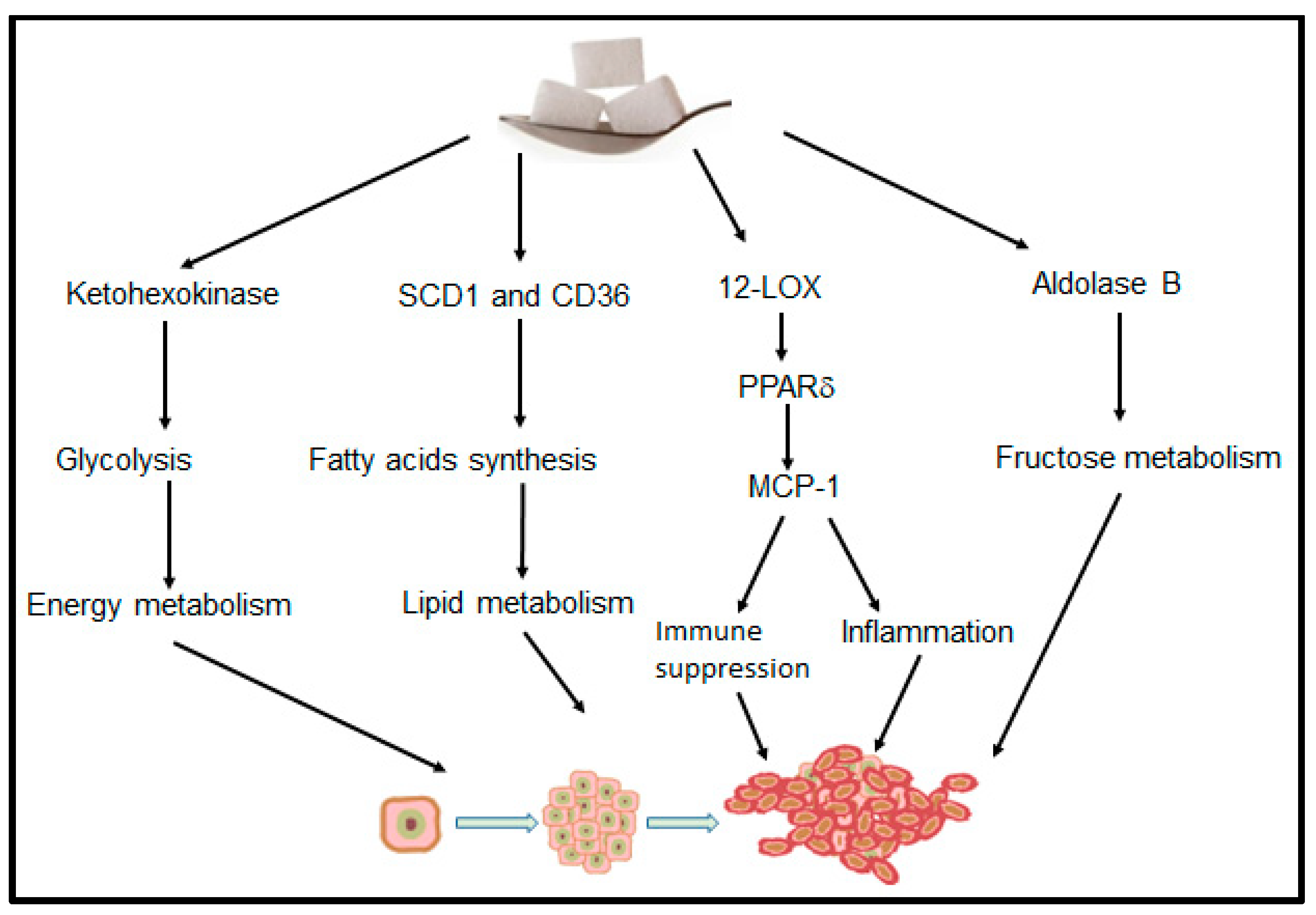 Cancers Free FullText Understanding the Link between Sugar and