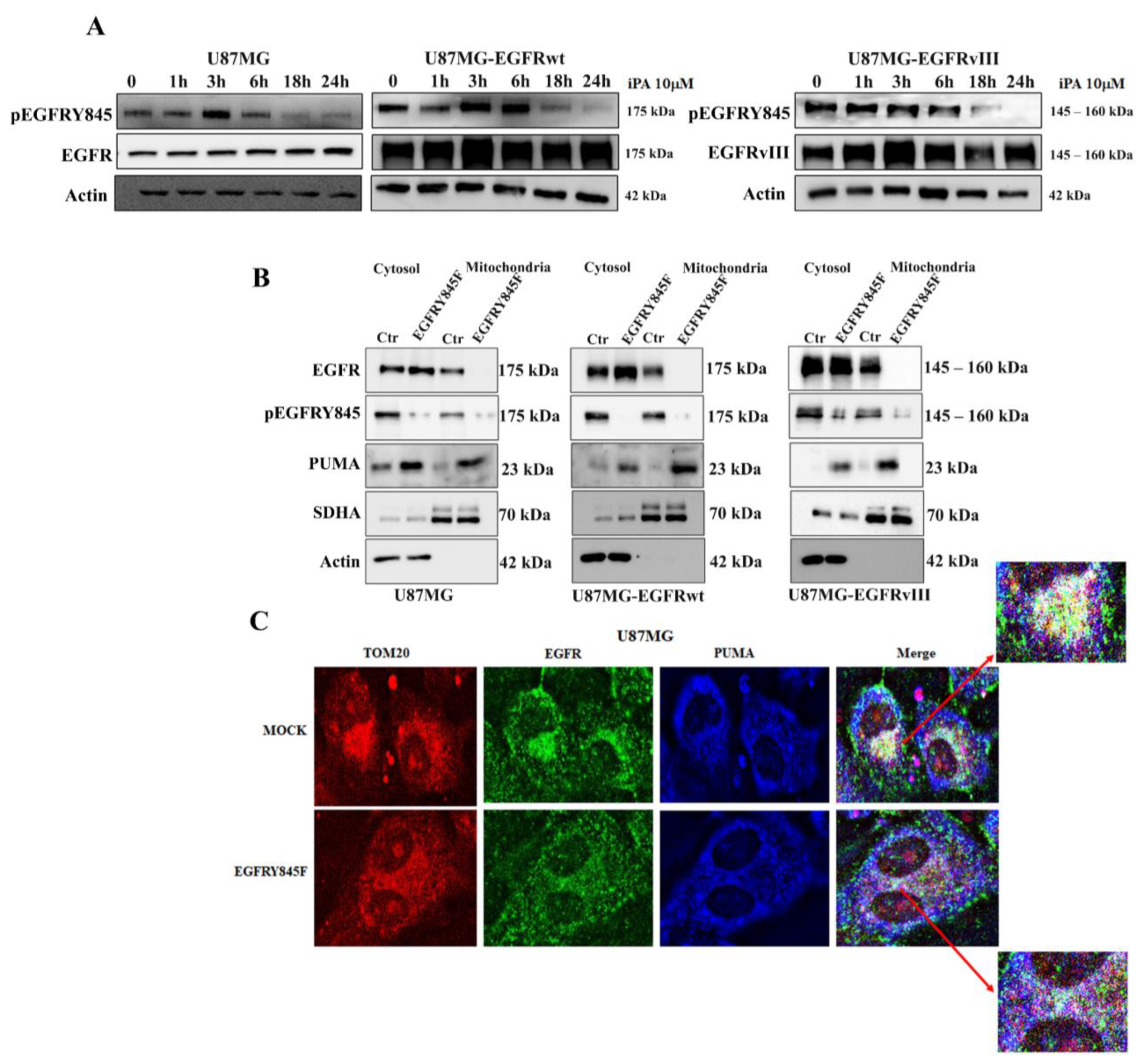 Cancers 14 06044 g004