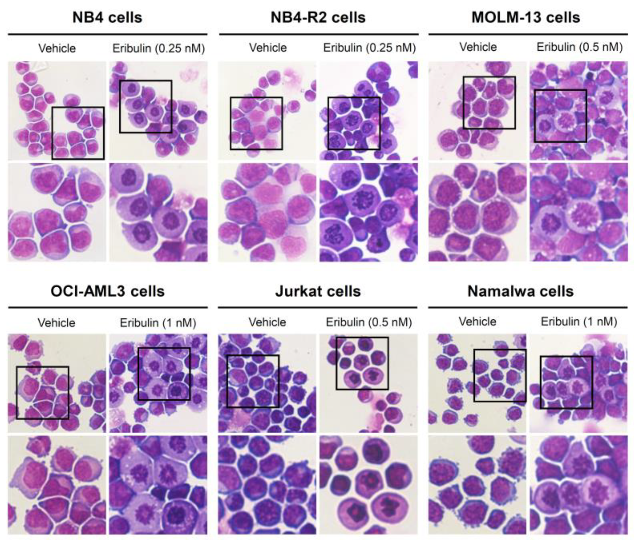 Cancers 14 06080 g004