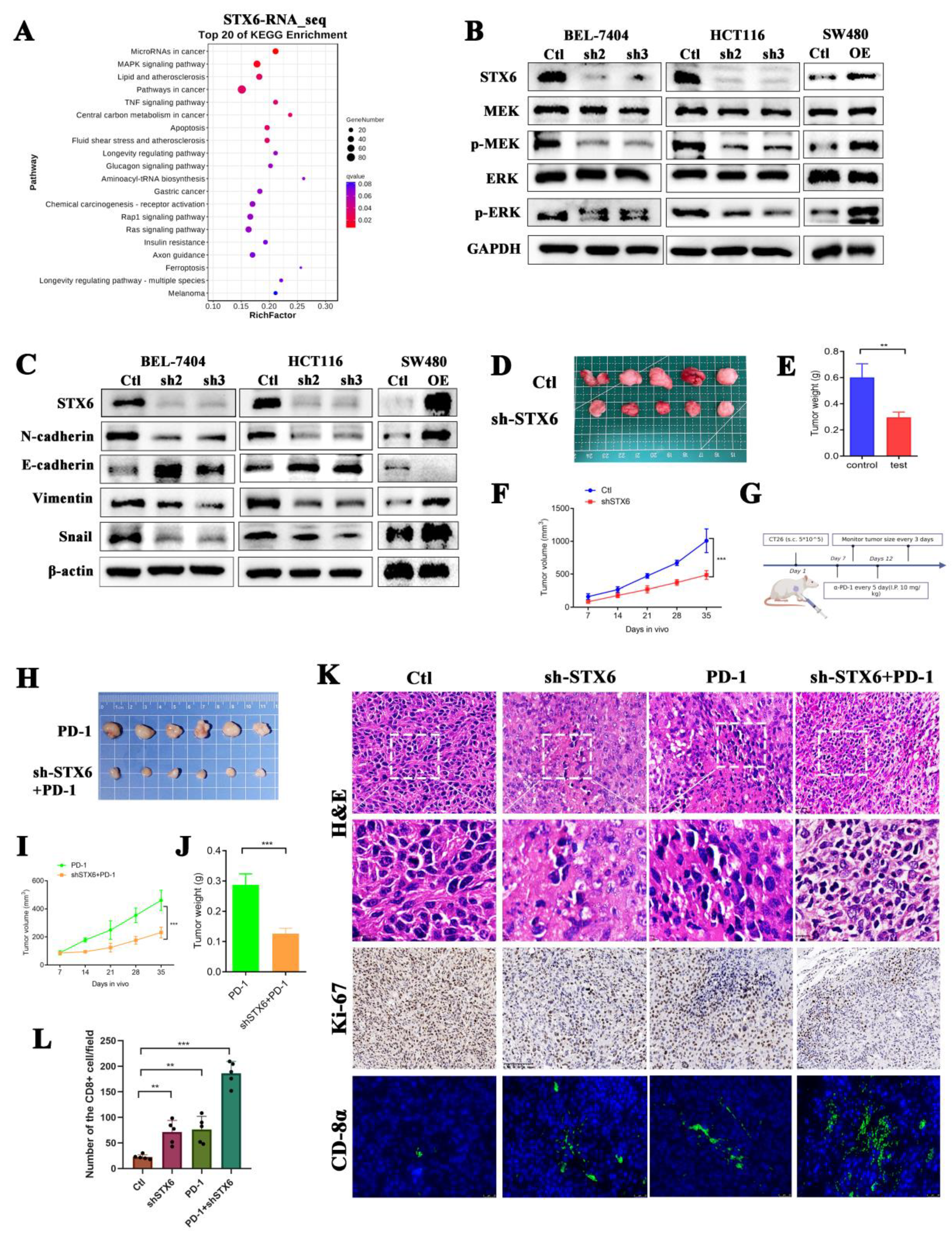 Cancers 15 00027 g008 Cancers 15 00027 g008